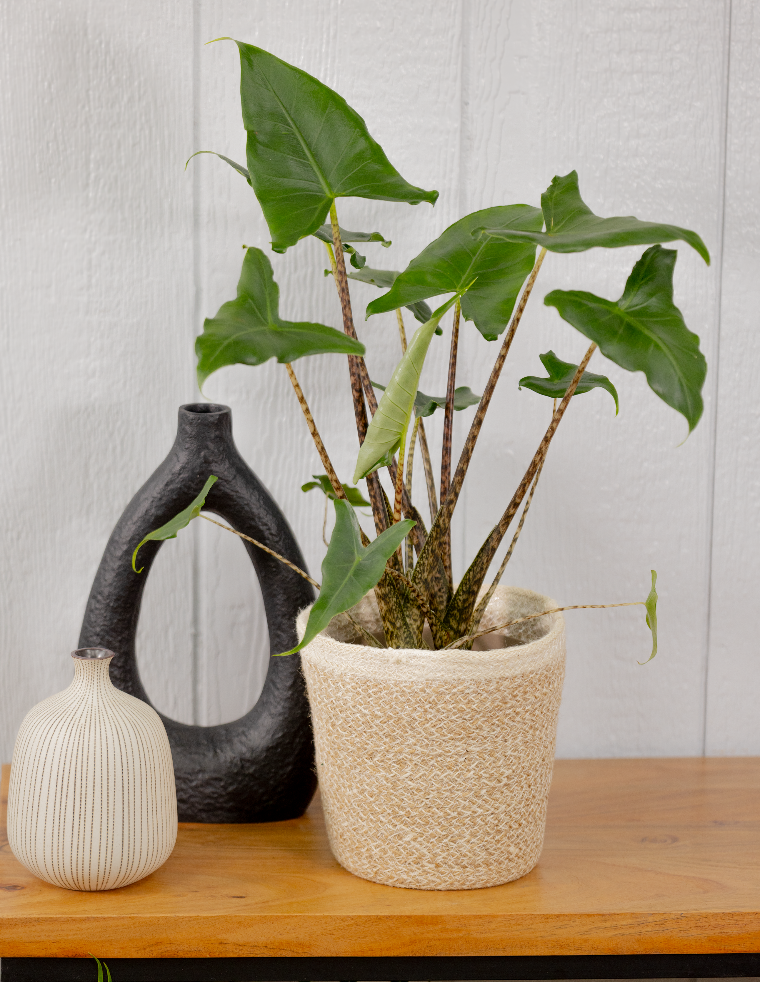 Mythic® Jungle Music™ - Alocasia amazonica | Proven Winners