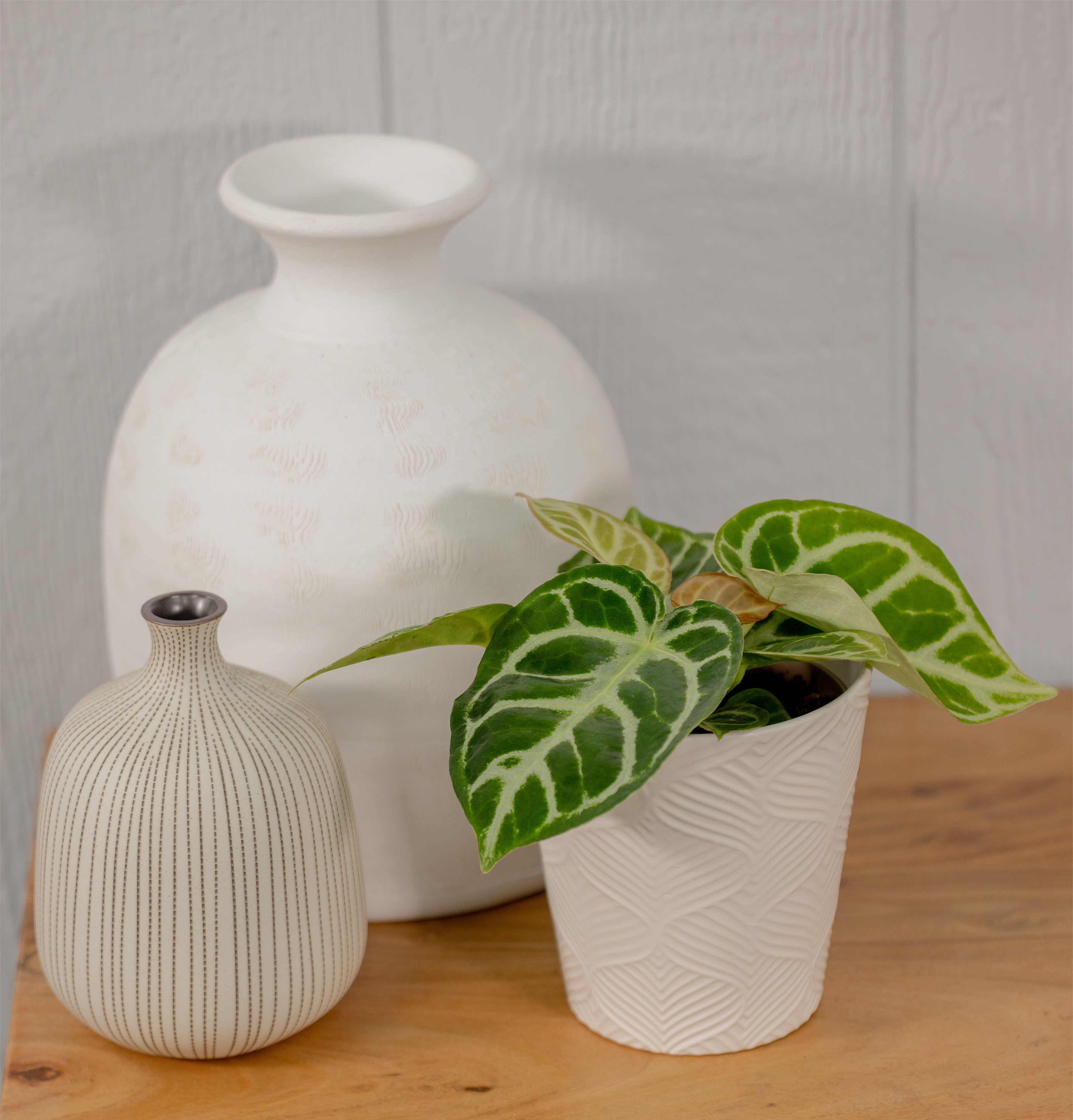 Arching Amour Heart's Desire - Silver Blush Anthurium - Anthurium hybrid  | Proven Winners
