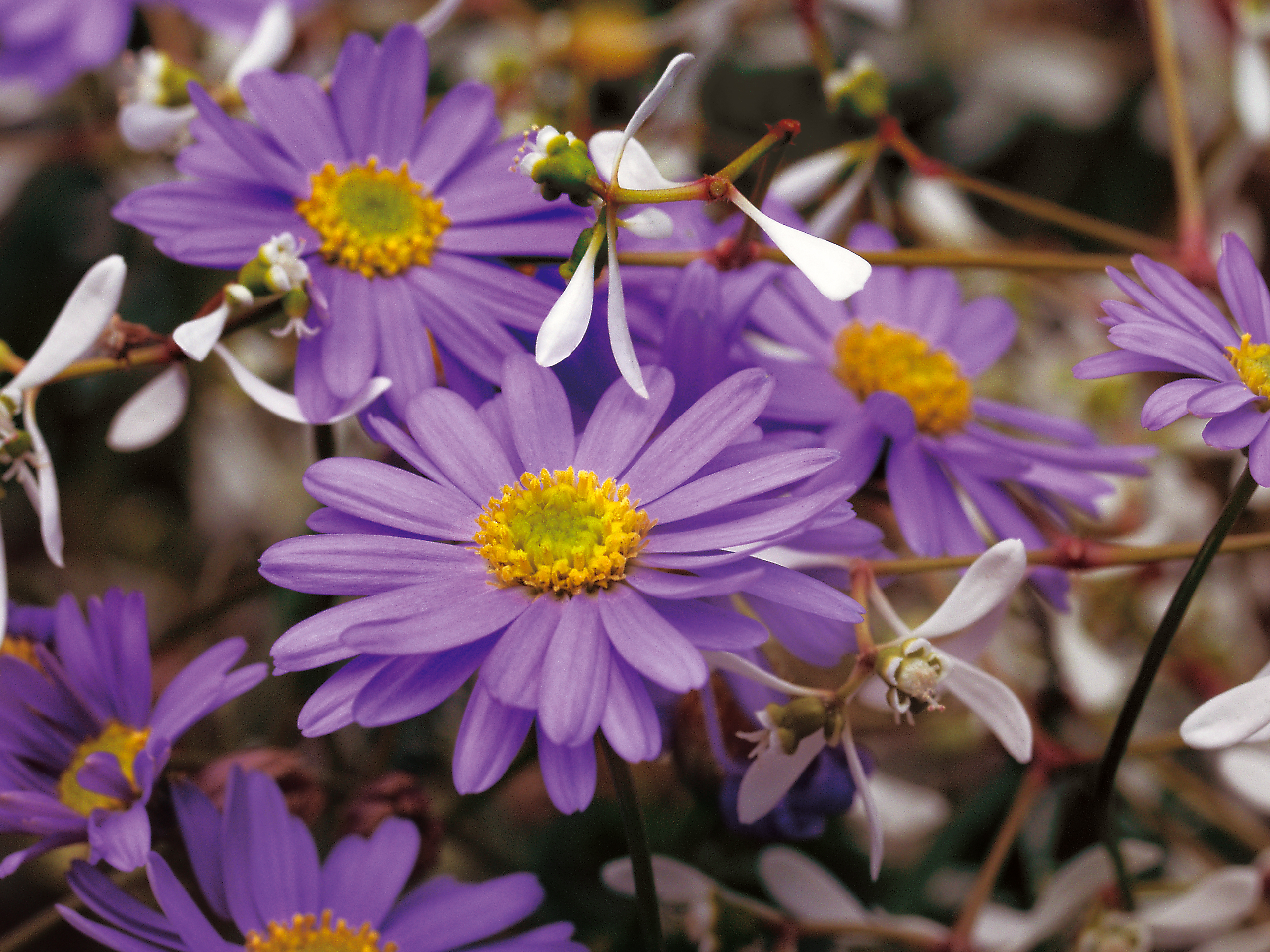 Blue Zephyr Brachyscome - Brachyscome hybrid