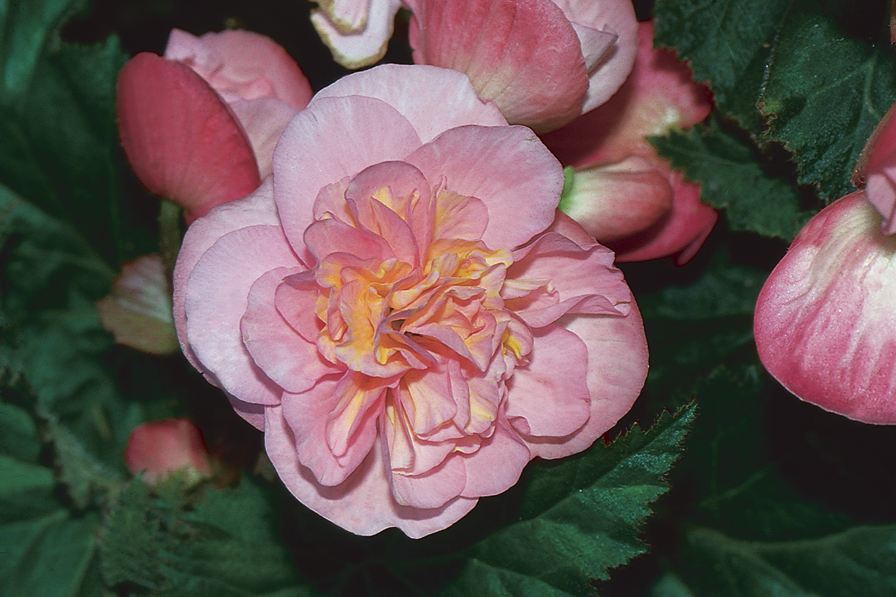 Nonstop Pink Tuberous Begonia - Begonia x tuberhybrida