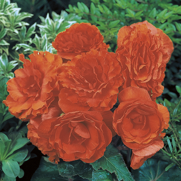 Nonstop Orange Tuberous Begonia - Begonia x tuberhybrida