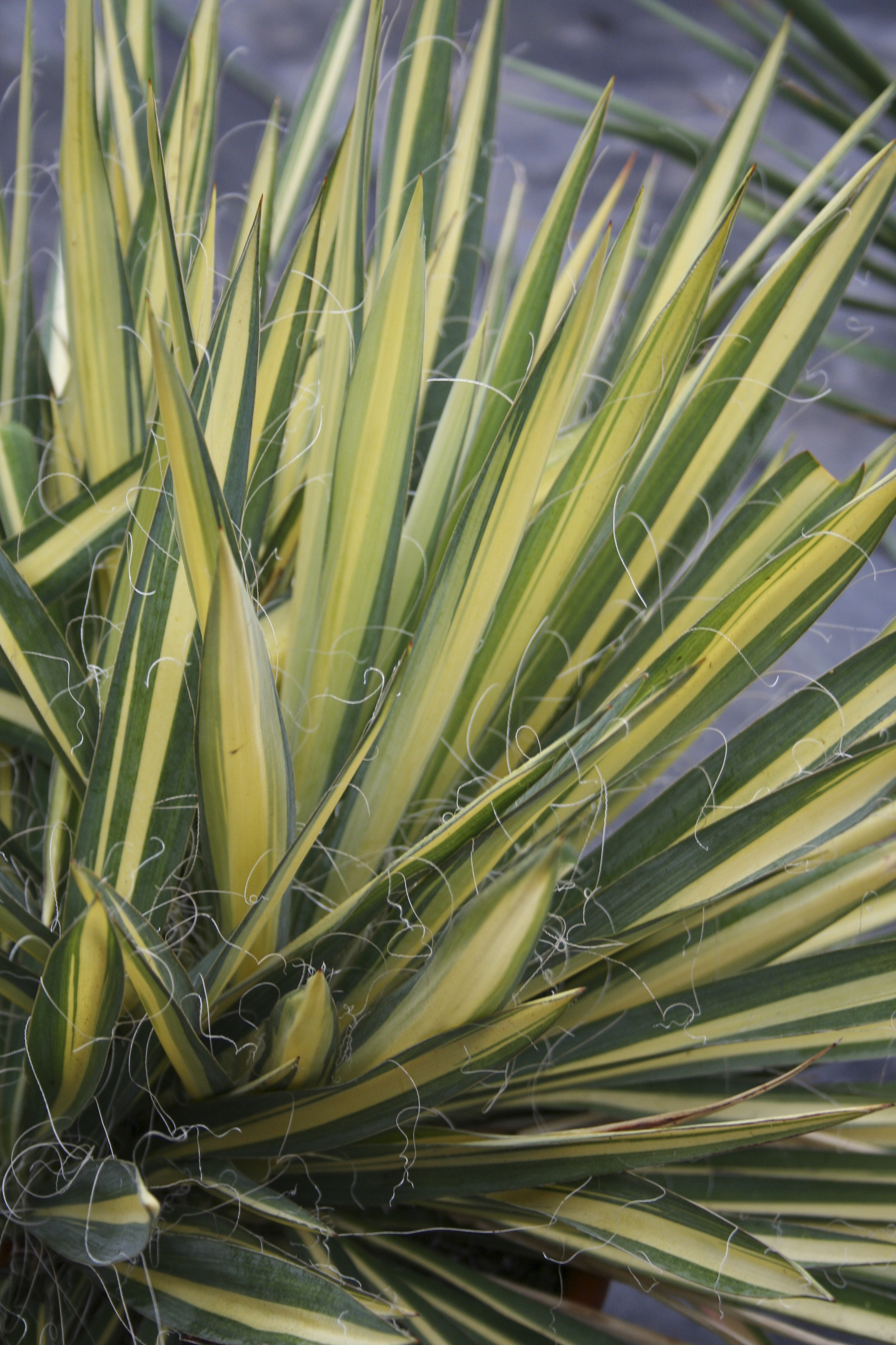Color Guard - Yucca filamentosa | Proven Winners