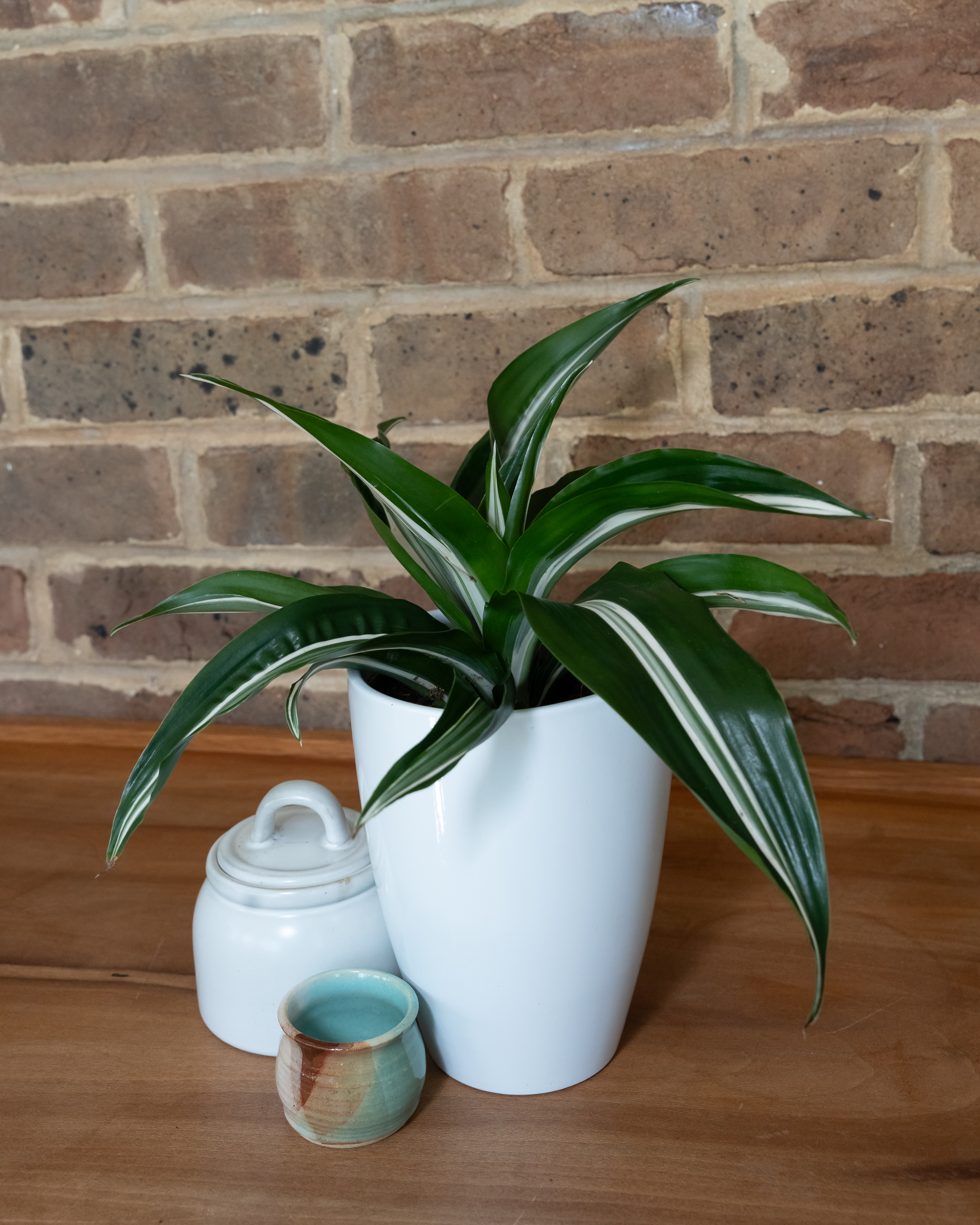 tube succulent Buy Crassula Ovata Gollum main image 0