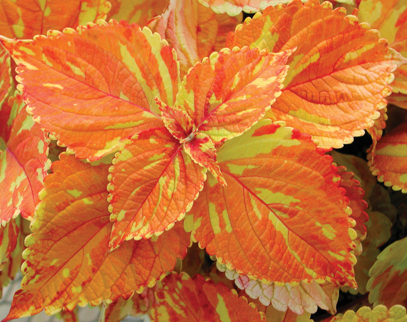 Coleus