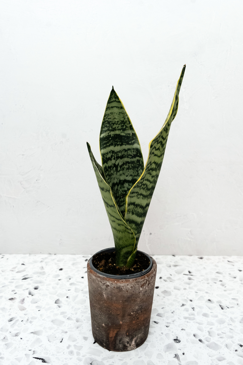 64225_sansevieria_superba_imag