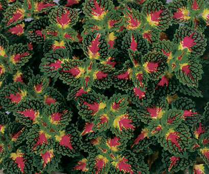 Coleus