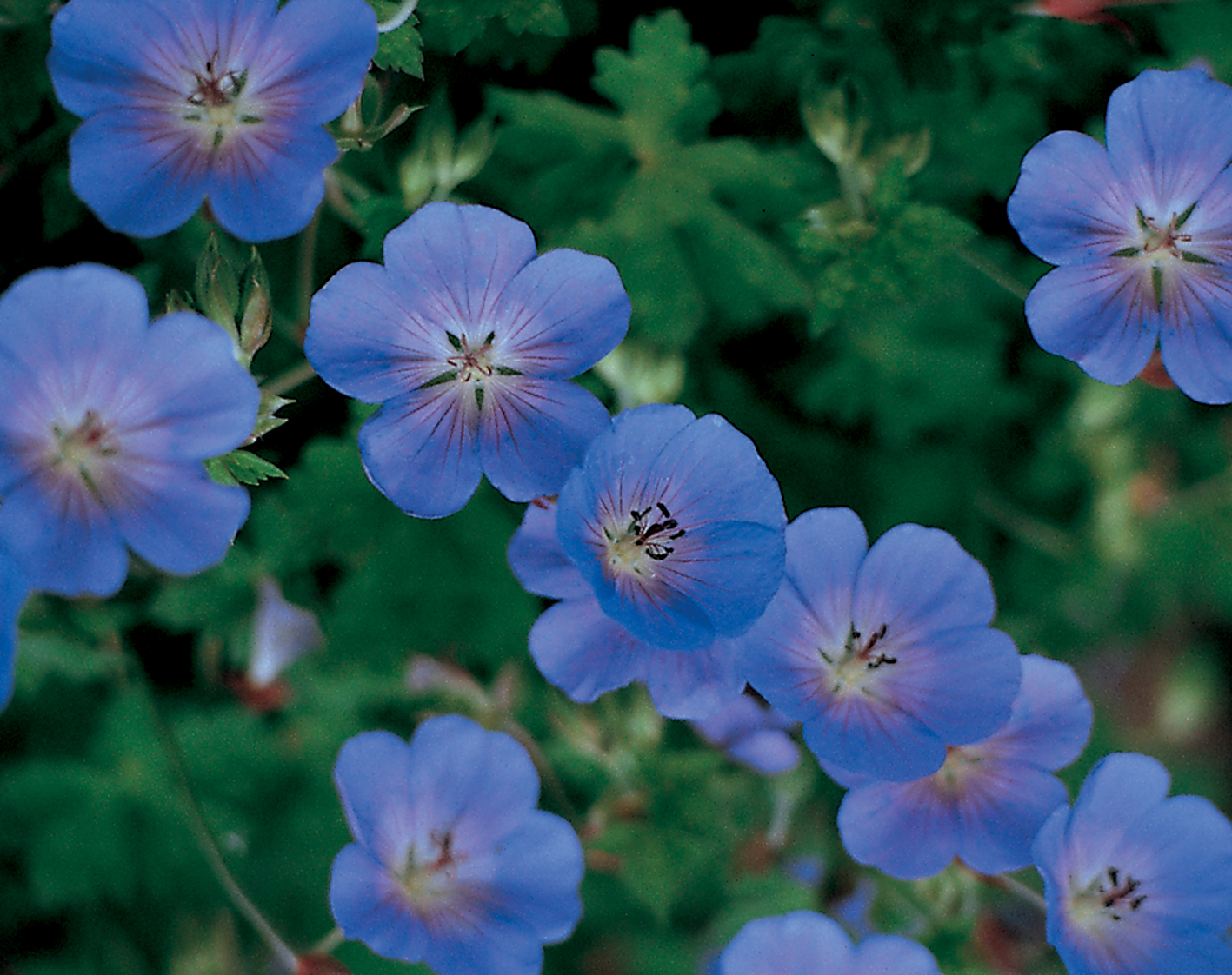 Rozanne' - Hardy Geranium - Geranium hybrid | Proven Winners, image size:1417x1122