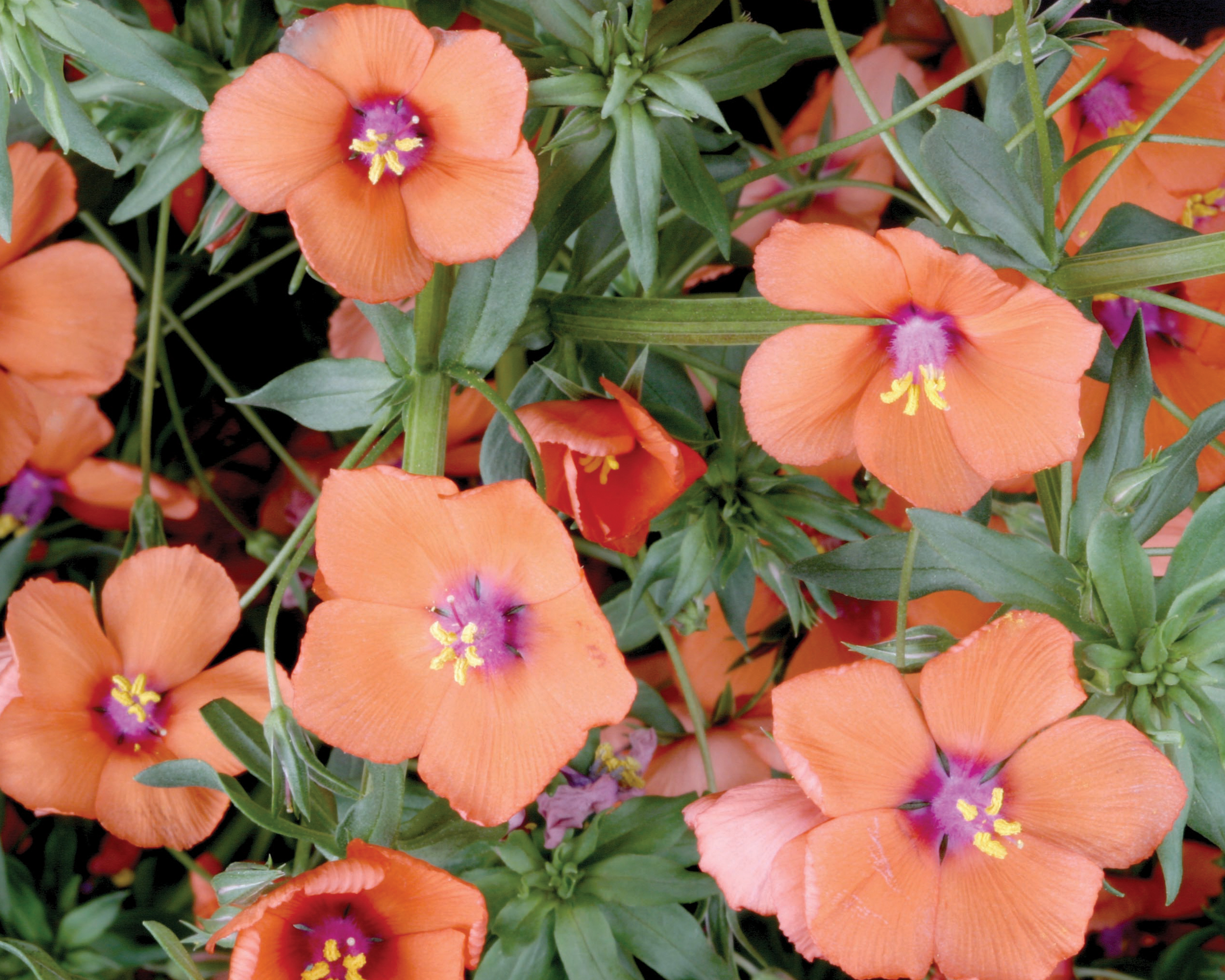 Wildcat Mandarin Anagallis - Anagallis hybrid