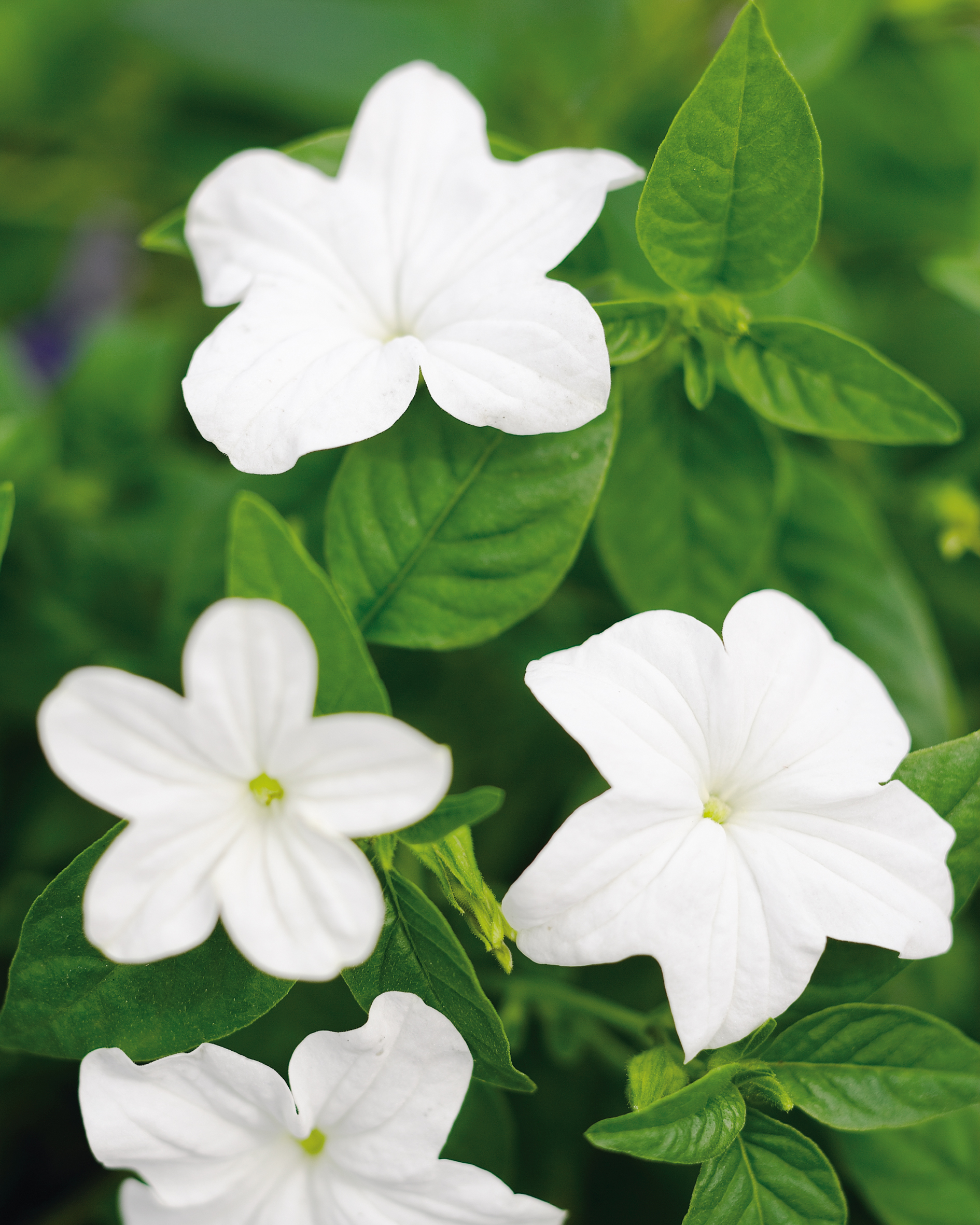 Endless™ Flirtation - Bush Violet - Browallia hybrid | Proven Winners