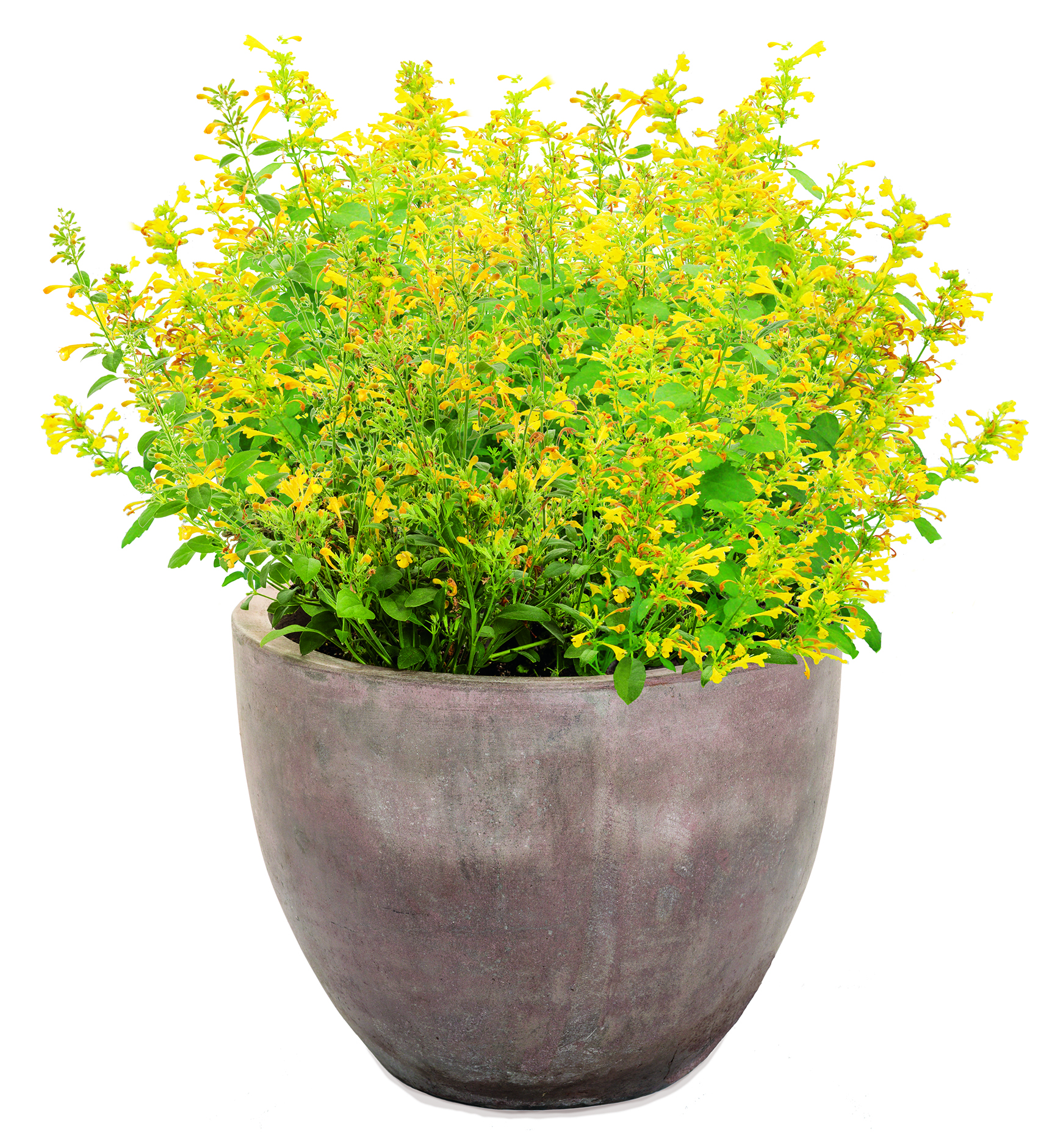 Maestro Gold hummingbird mint - Agastache hybrid