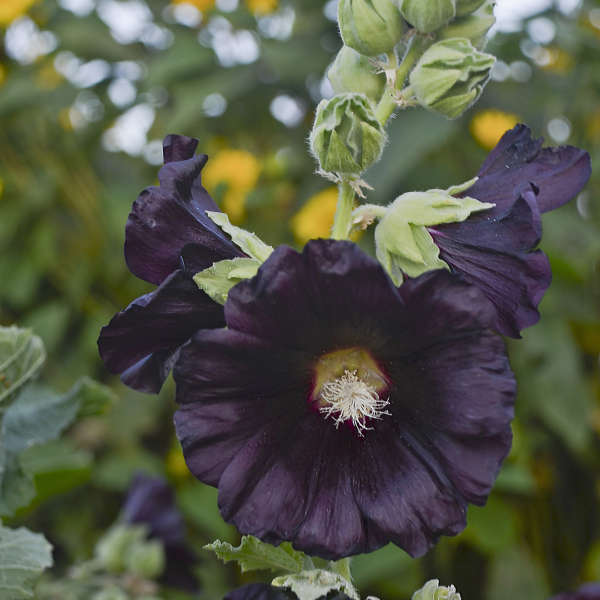Alcea ros. 'Blacknight'