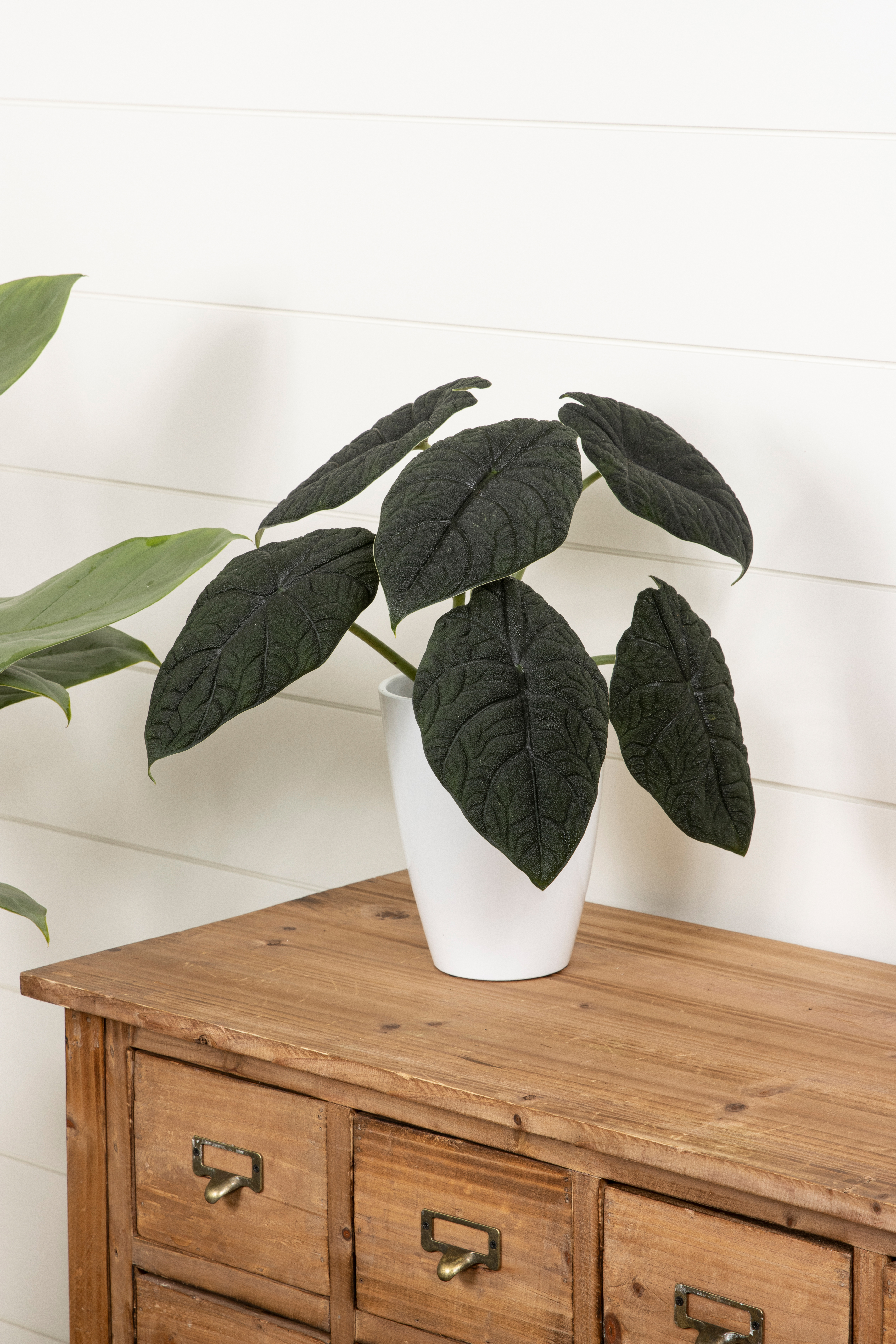 alocasia_melo_mythictm_dragoni