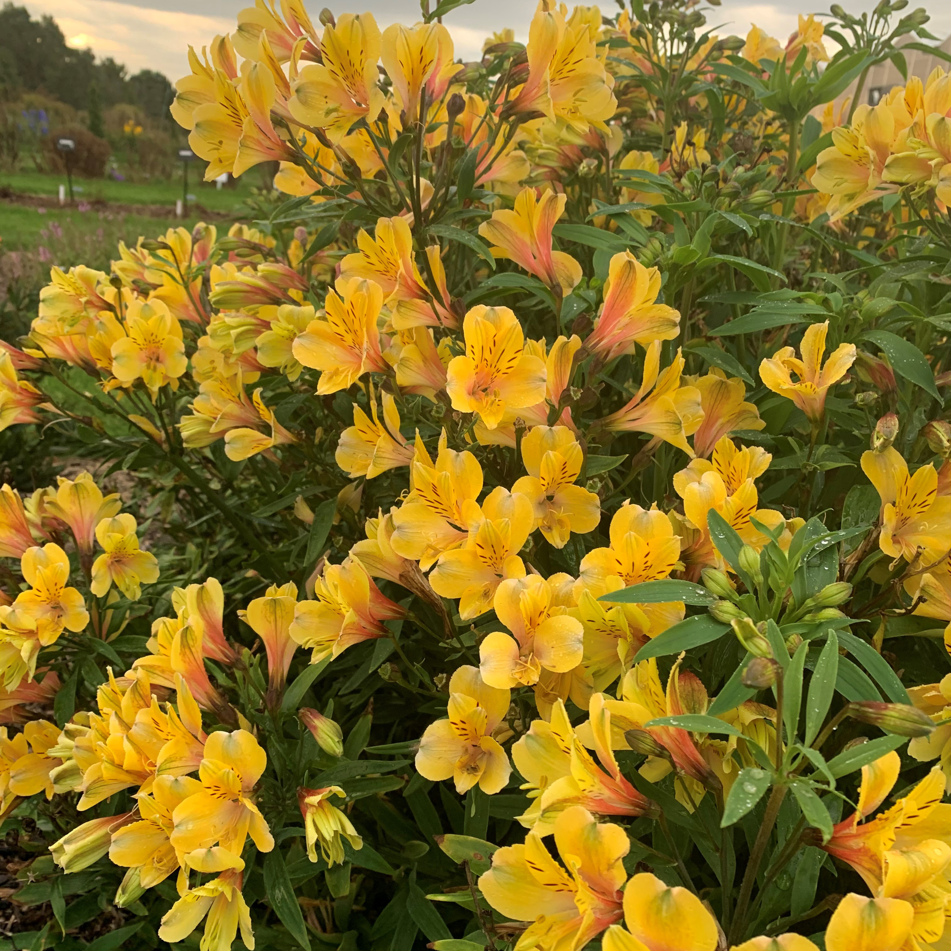 Golden Tiara' - Peruvian Lily - Alstroemeria hybrid | Proven Winners