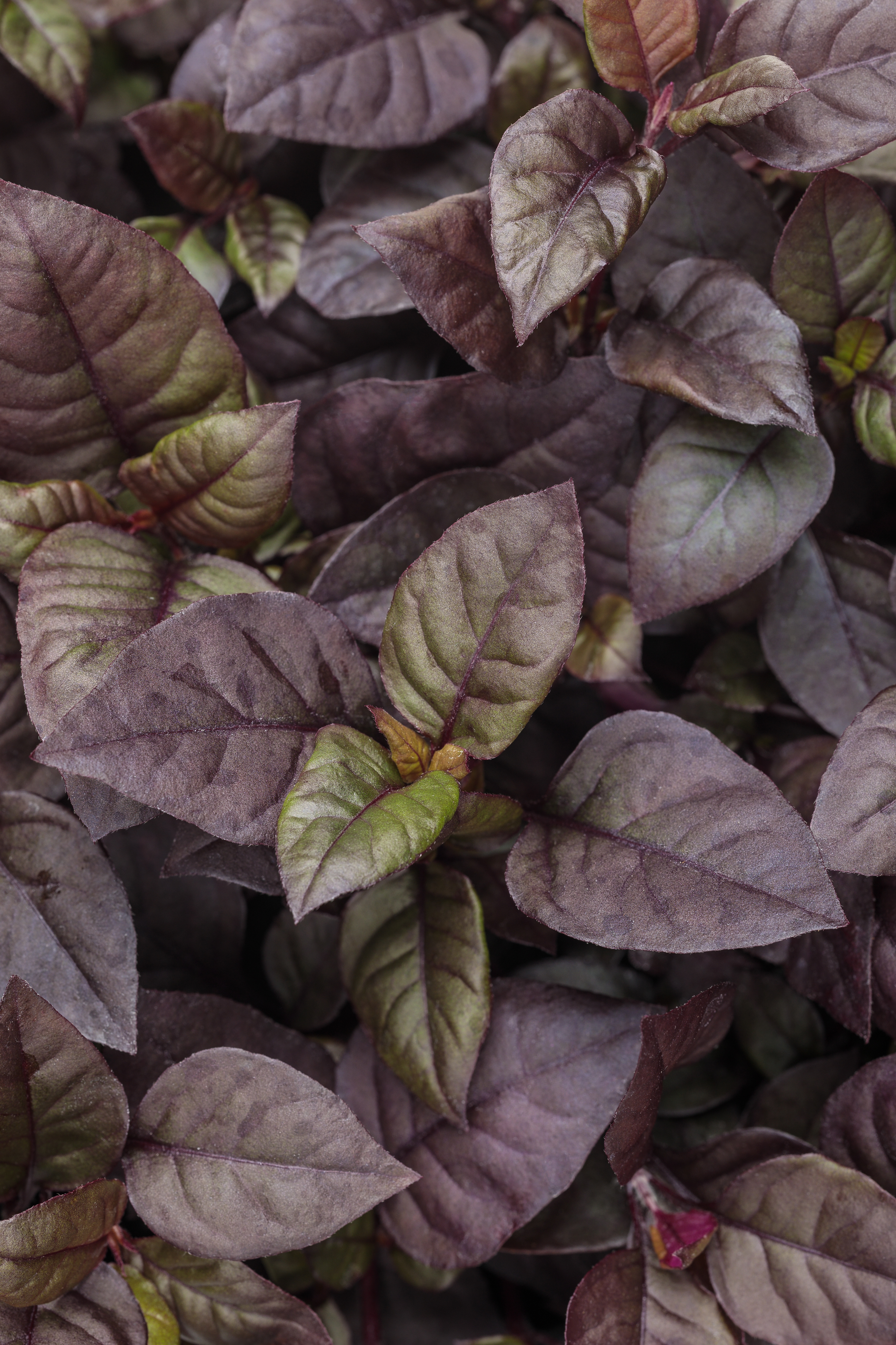 Plum Dandy Alternanthera - Alternanthera hybrid
