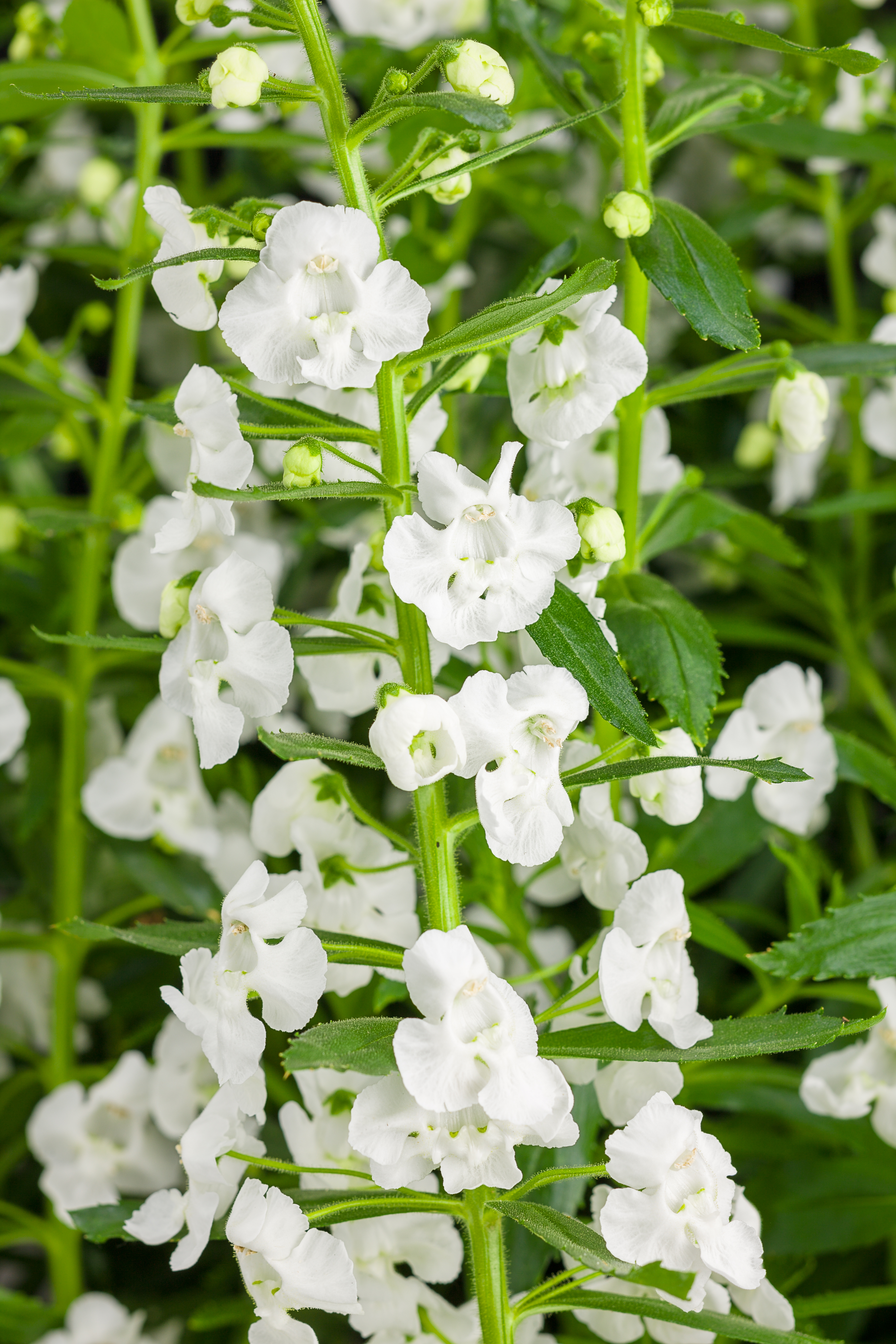 Image of Angelface Super White Angelonia flower
