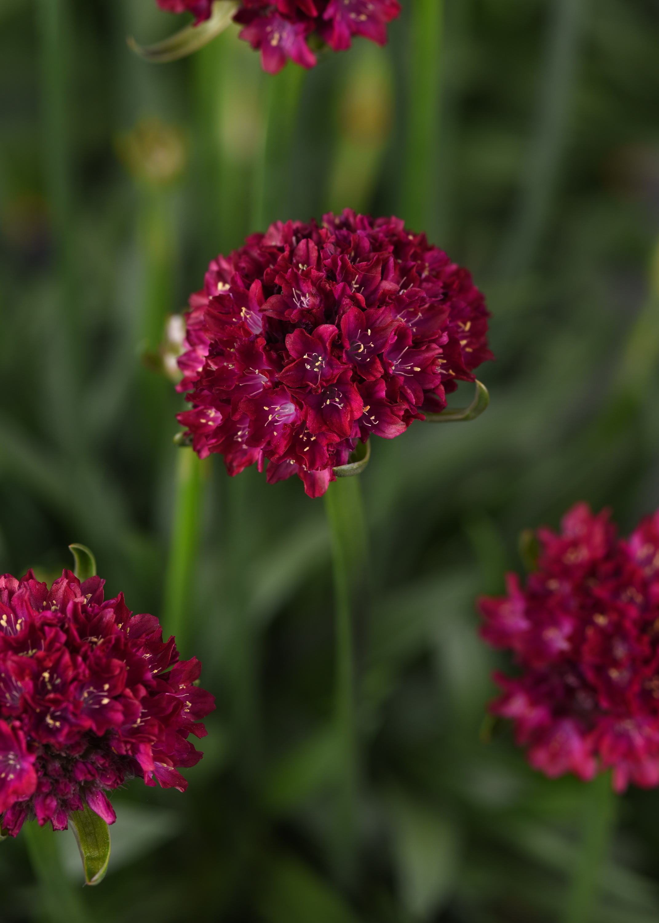 Dreameria® Hypnotic Dreams - Thrift, Sea Pinks - Armeria