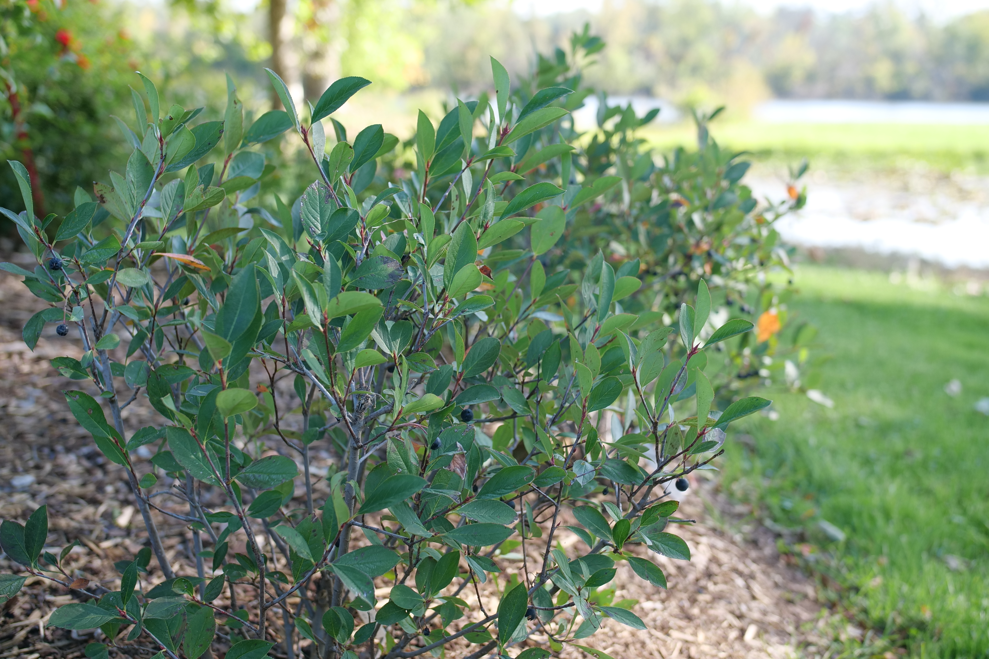 Low Scape Snowfire™ - Aronia melanocarpa | Proven Winners