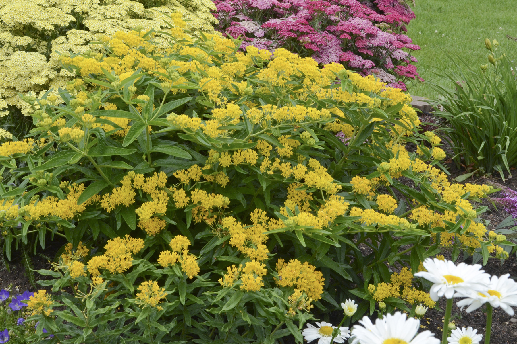 Asclepias tub. 'Hello Yellow'