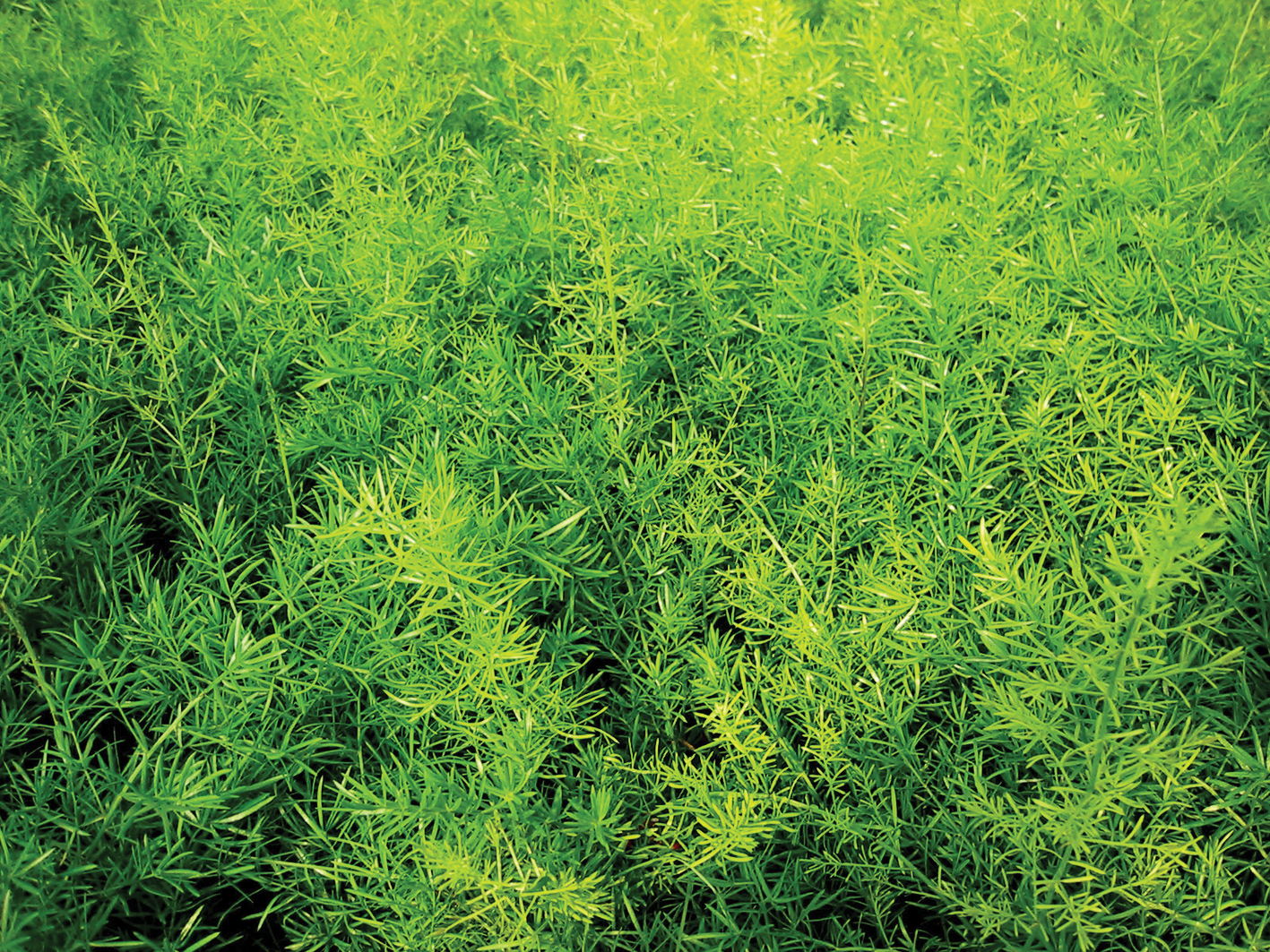 Asparagus Fern - Asparagus densiflorous 'sprengeri'