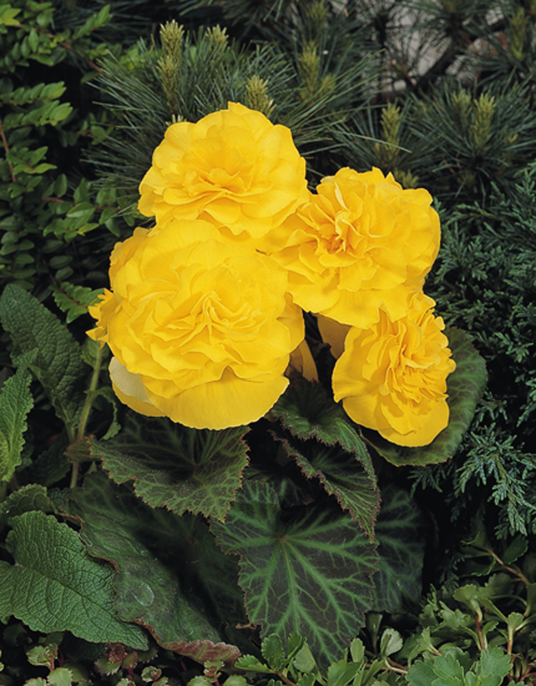 Nonstop Yellow Tuberous Begonia - Begonia x tuberhybrida