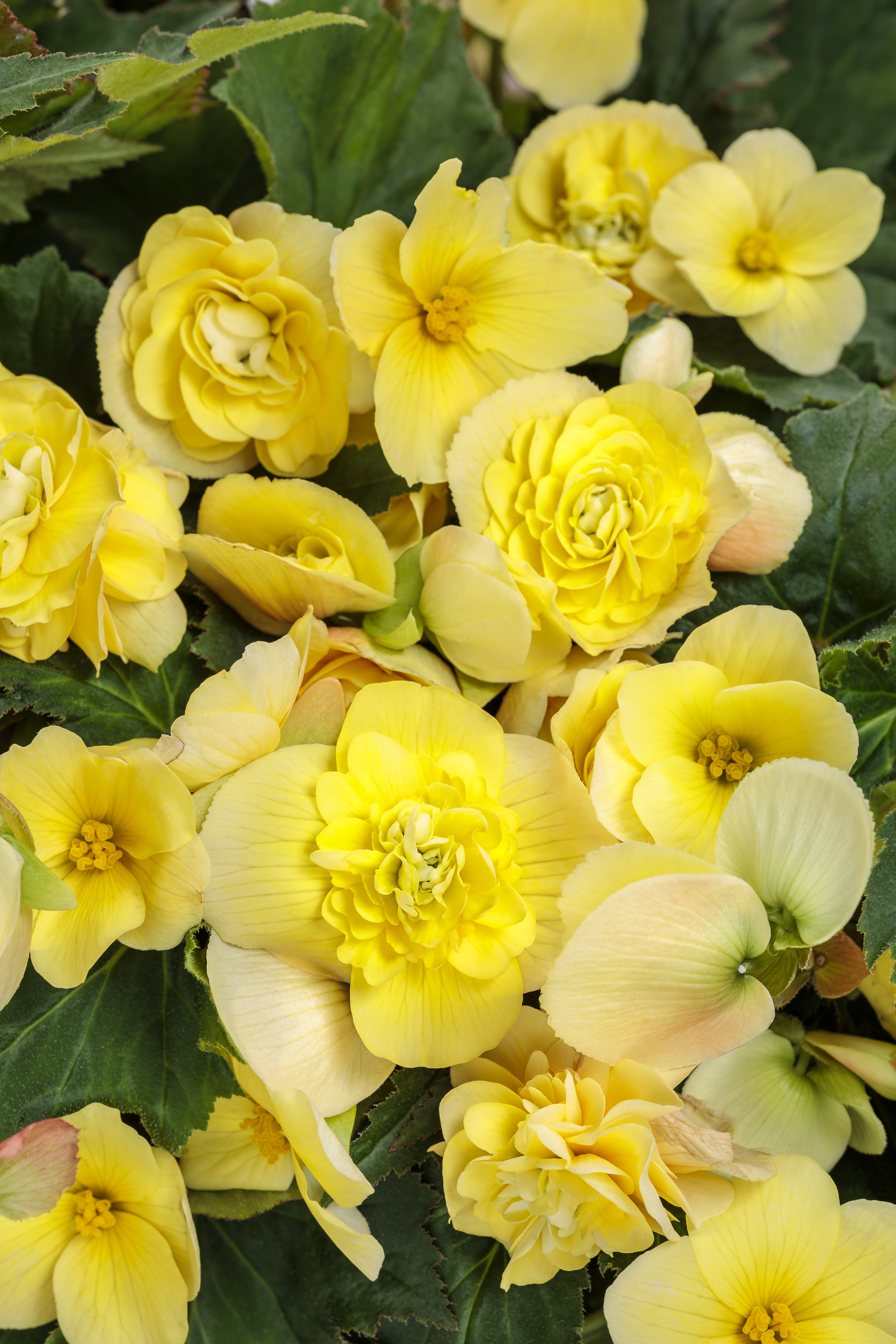 Double Delight Primrose Begonia - Begonia tuberhybrida
