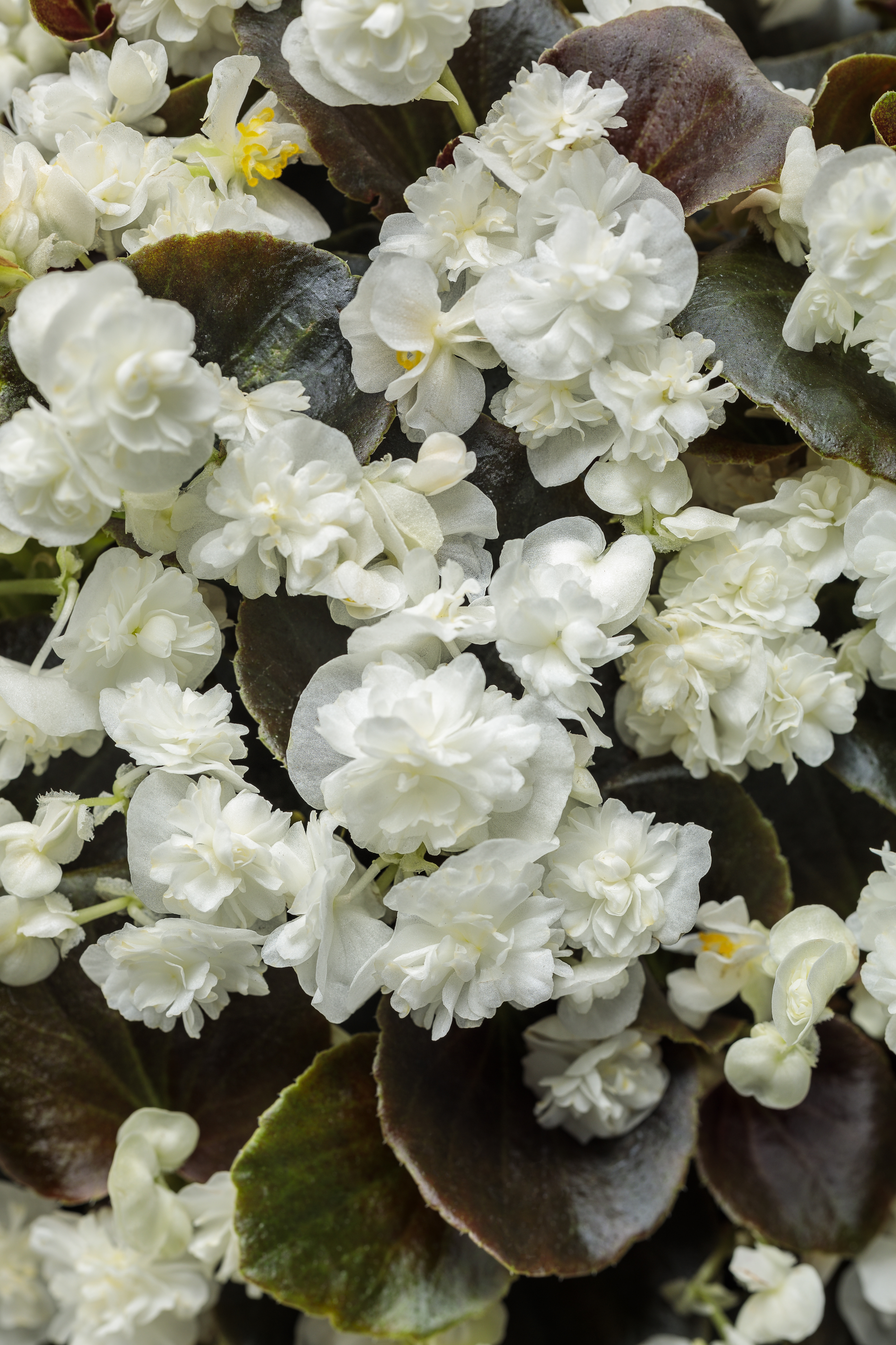 Double Up White Begonia - Begonia semperflorens