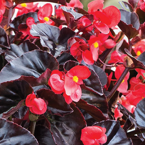 Surefire® Cherry Cordial™ - Begonia x hybrida | Proven Winners