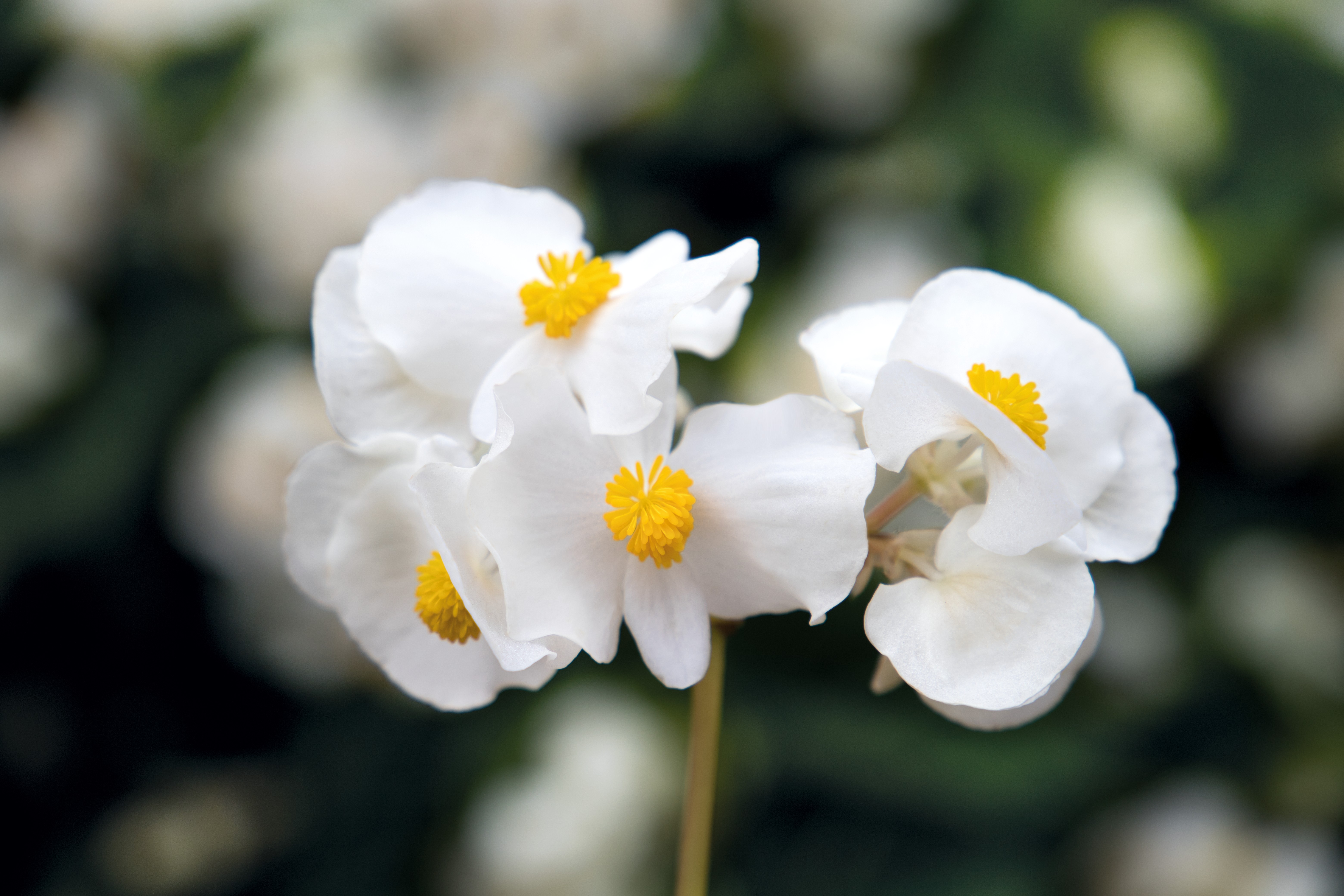 Surefire White Begonia - Begonia benariensis