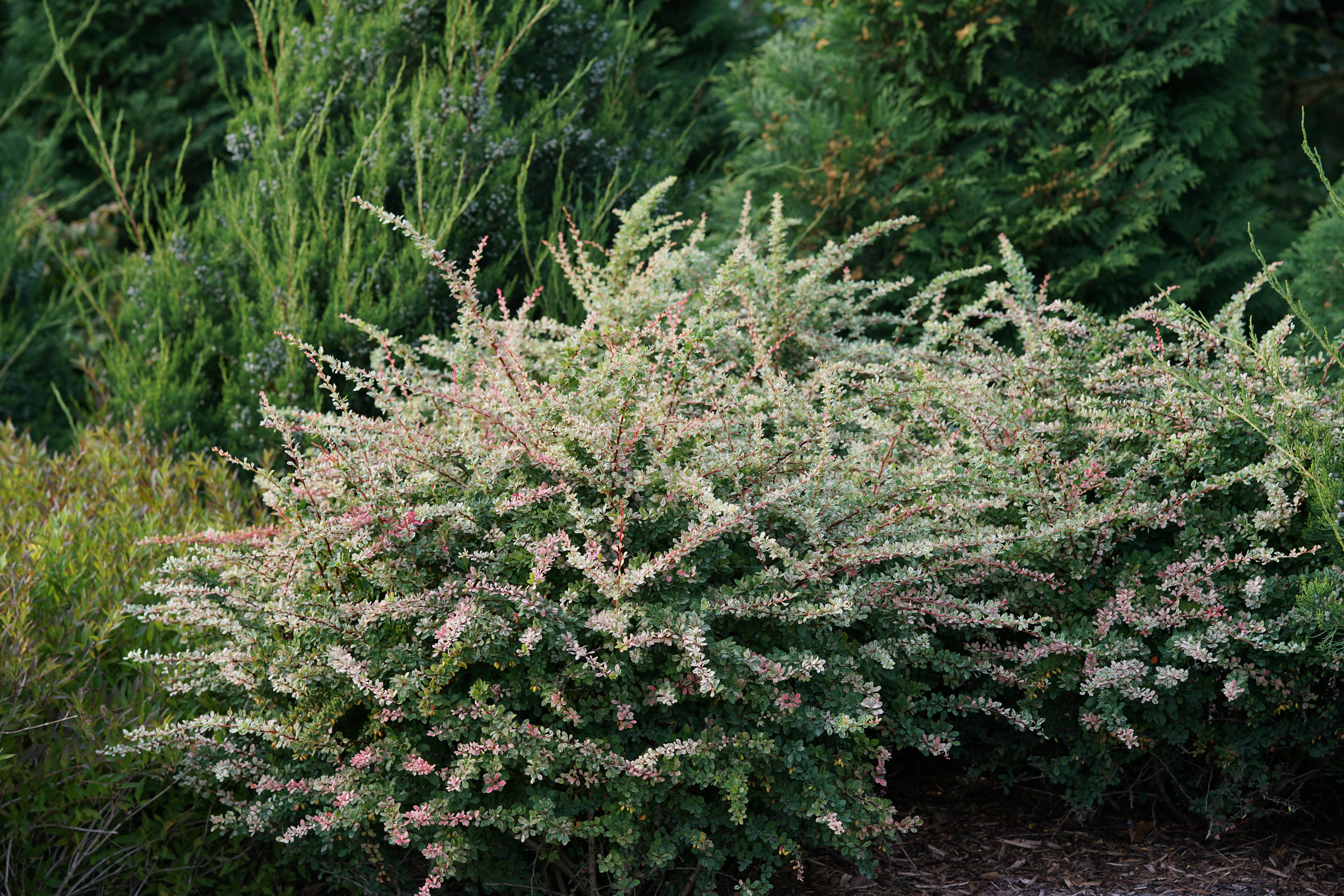 Sunjoy Sequins Barberry Berberis Thunbergii Proven Winners