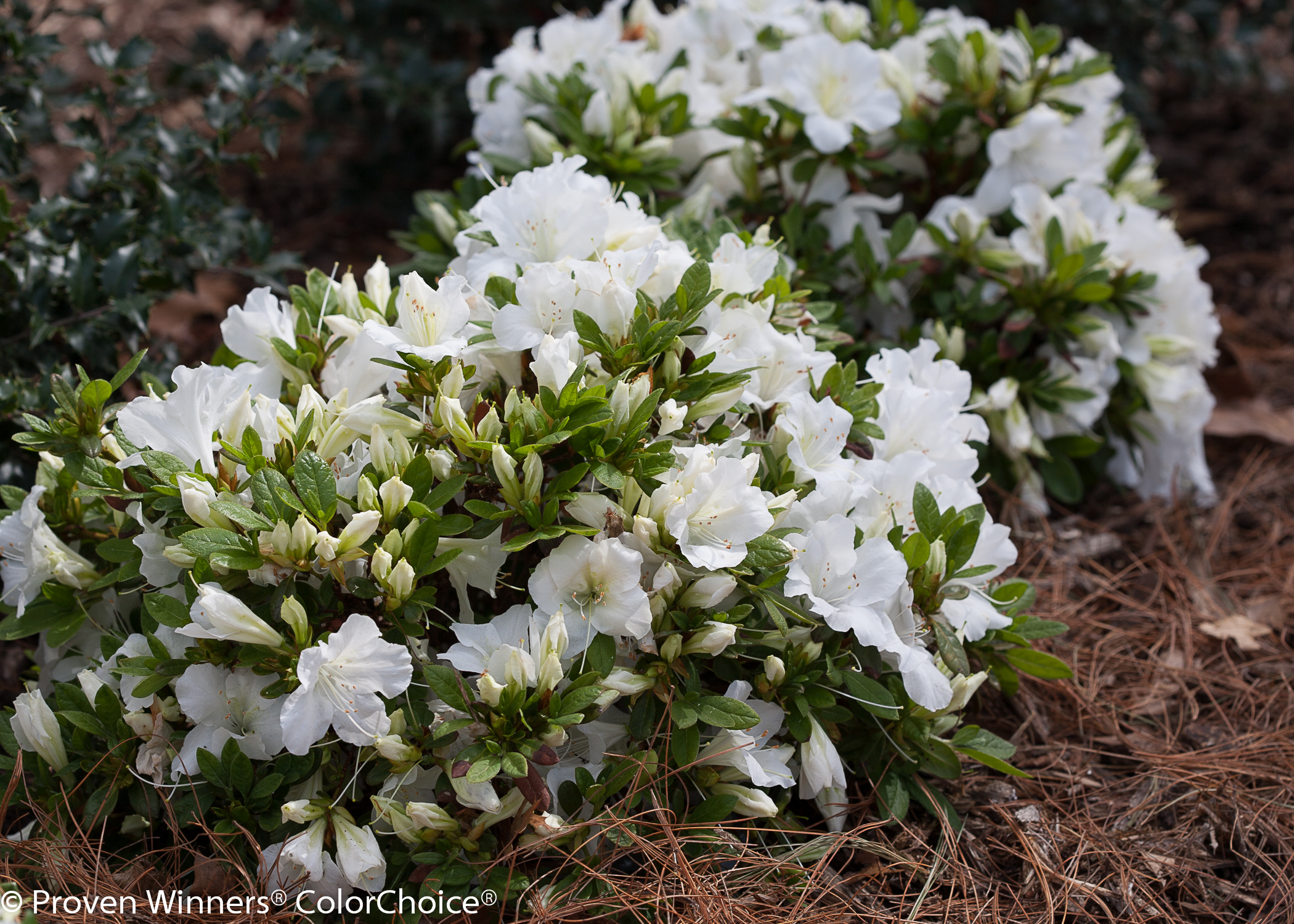 Bloom A Thon White Reblooming Azalea Rhododendron X Proven Winners