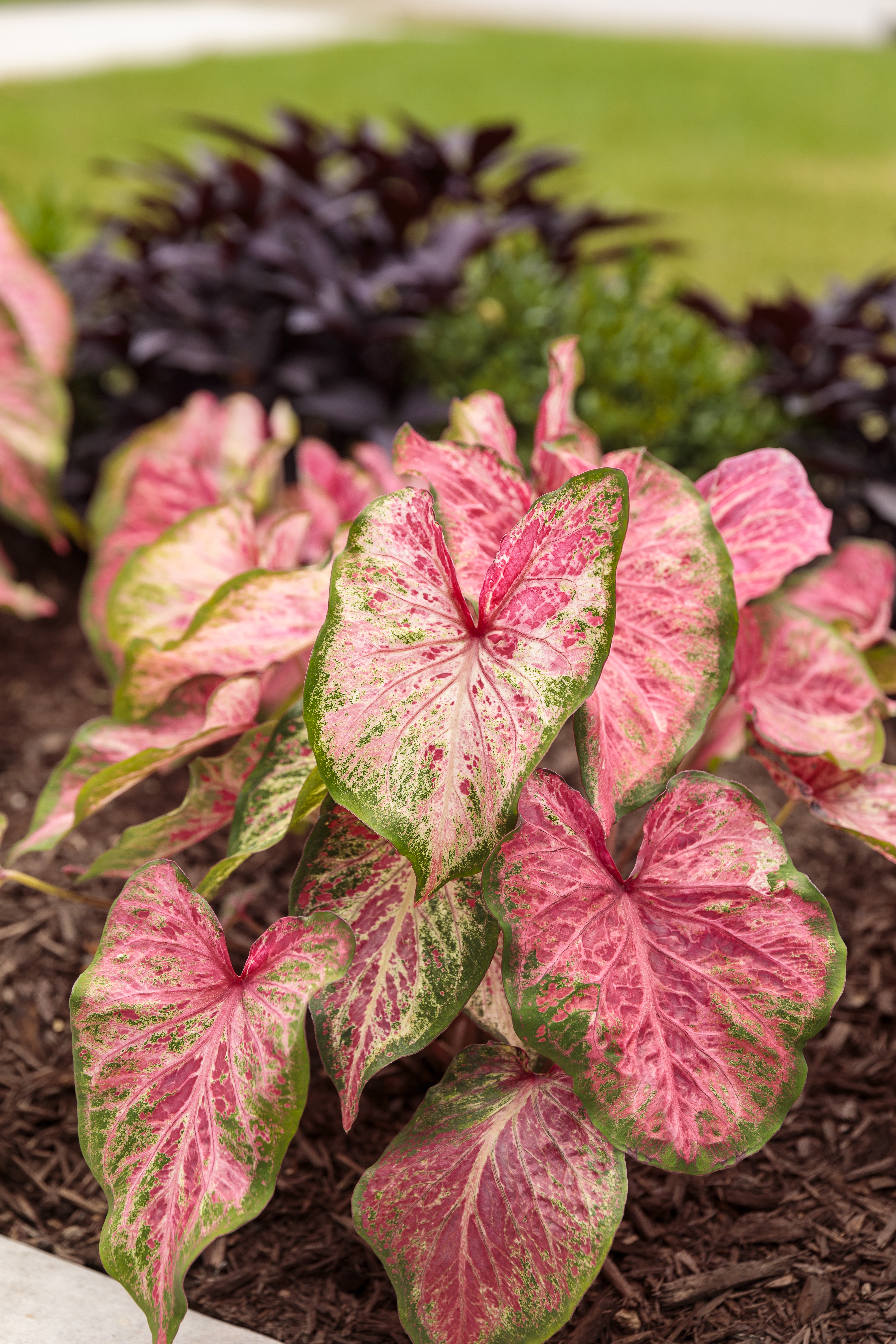 Heart to Heart 'Blushing Bride' - Caladium