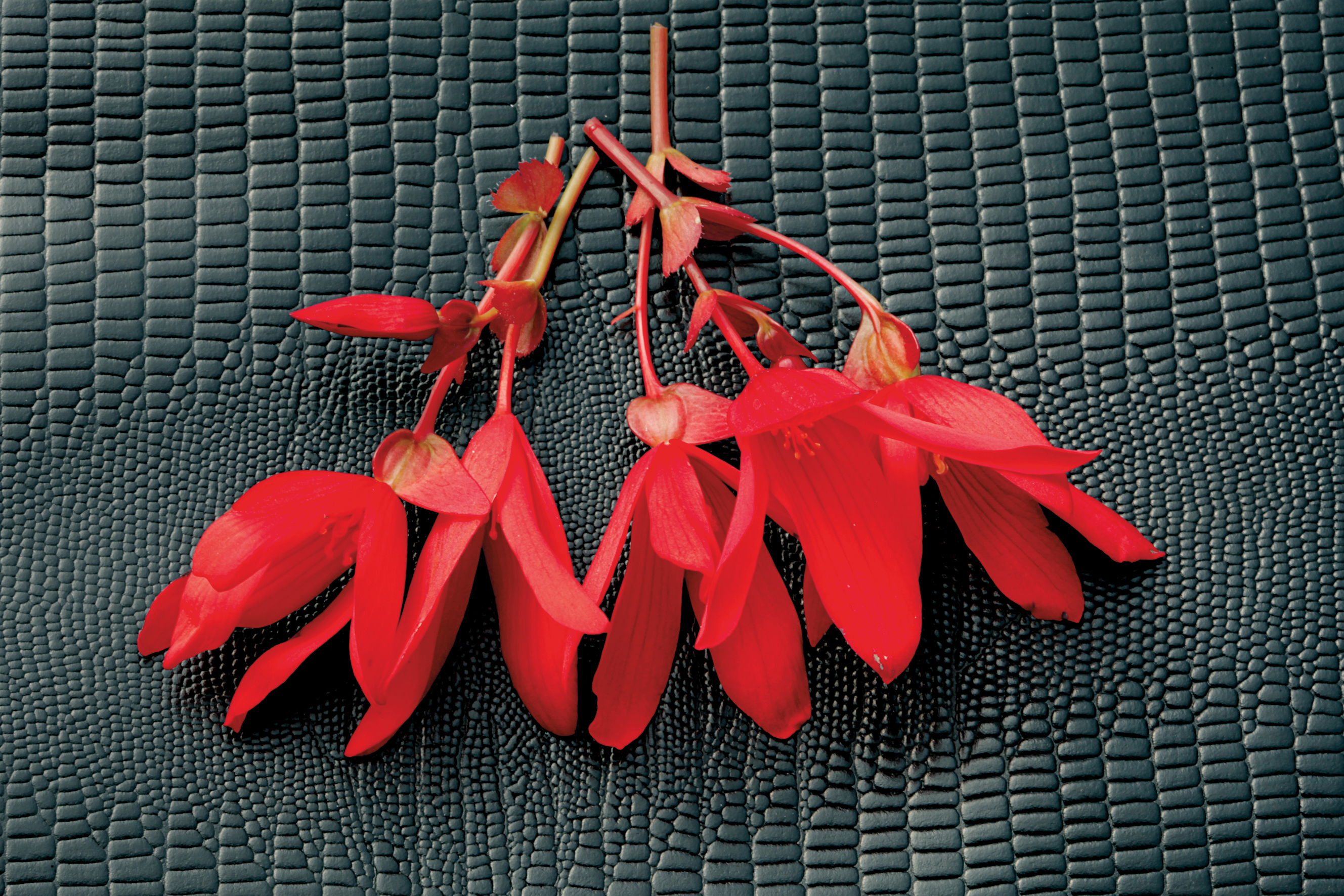 Bossa Nova Red Begonia - Begonia boliviensis