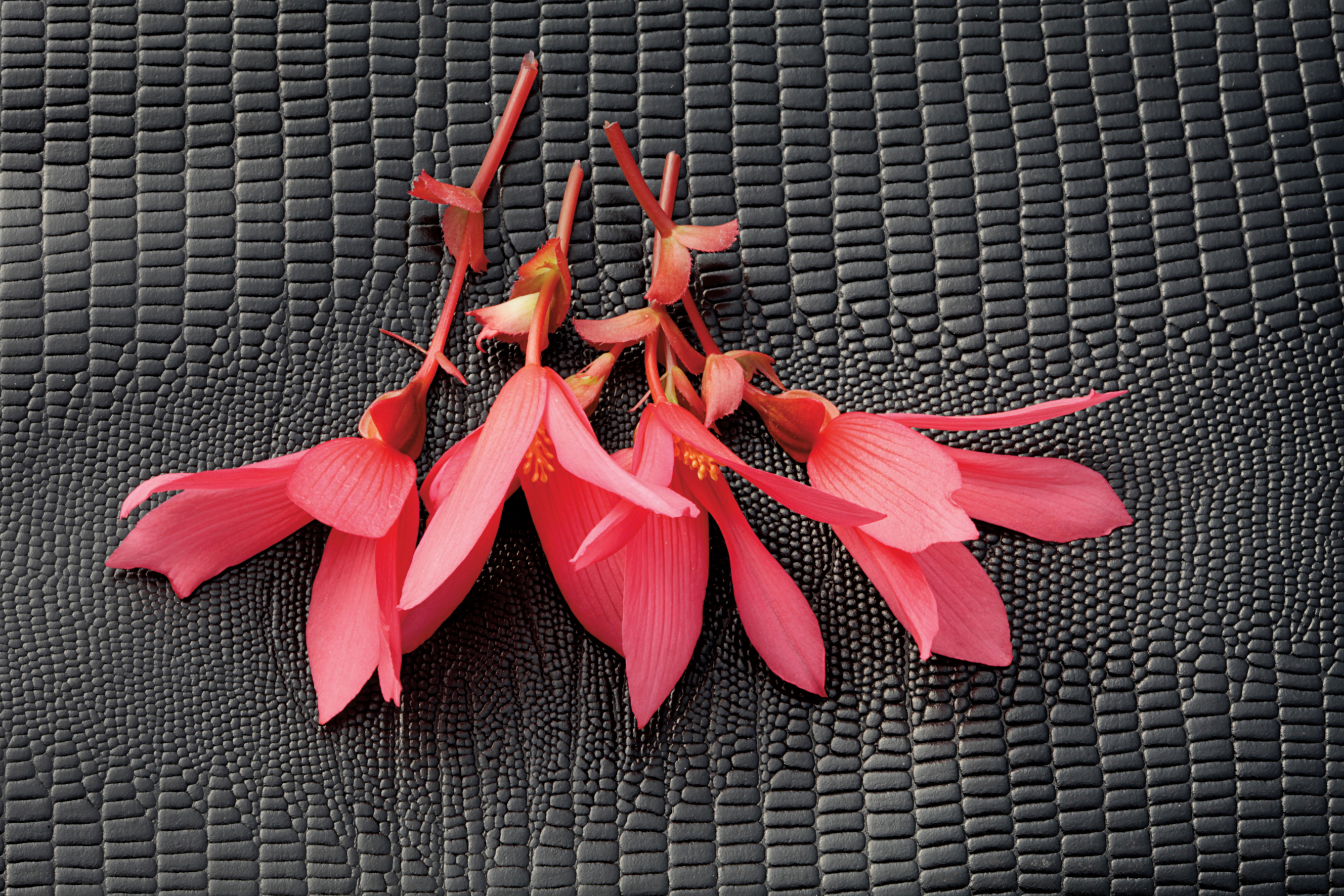 Bossa Nova Rose Begonia - Begonia boliviensis