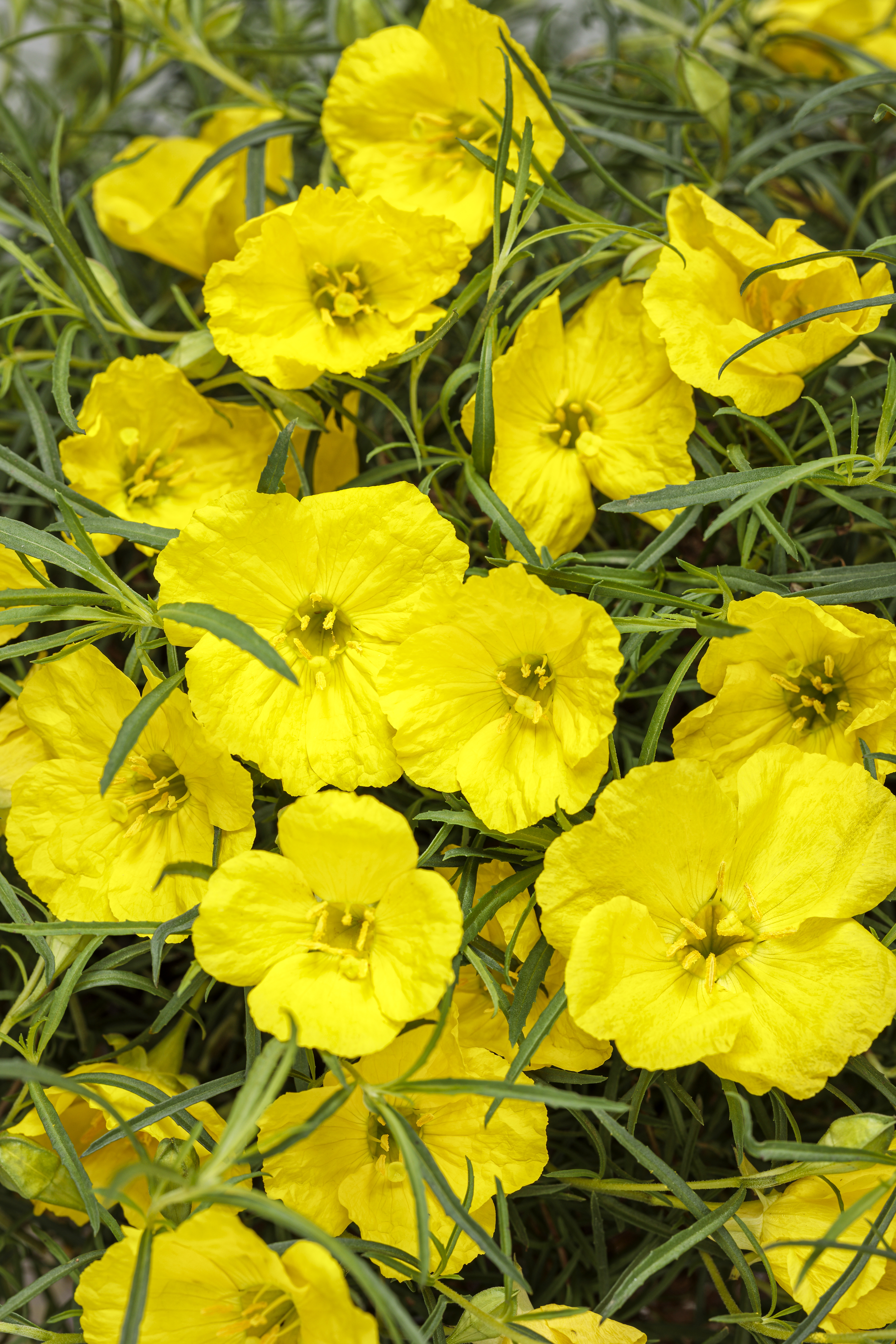 Superlophus™ Sunglow - Texas primrose - Oenothera hybrid | Proven