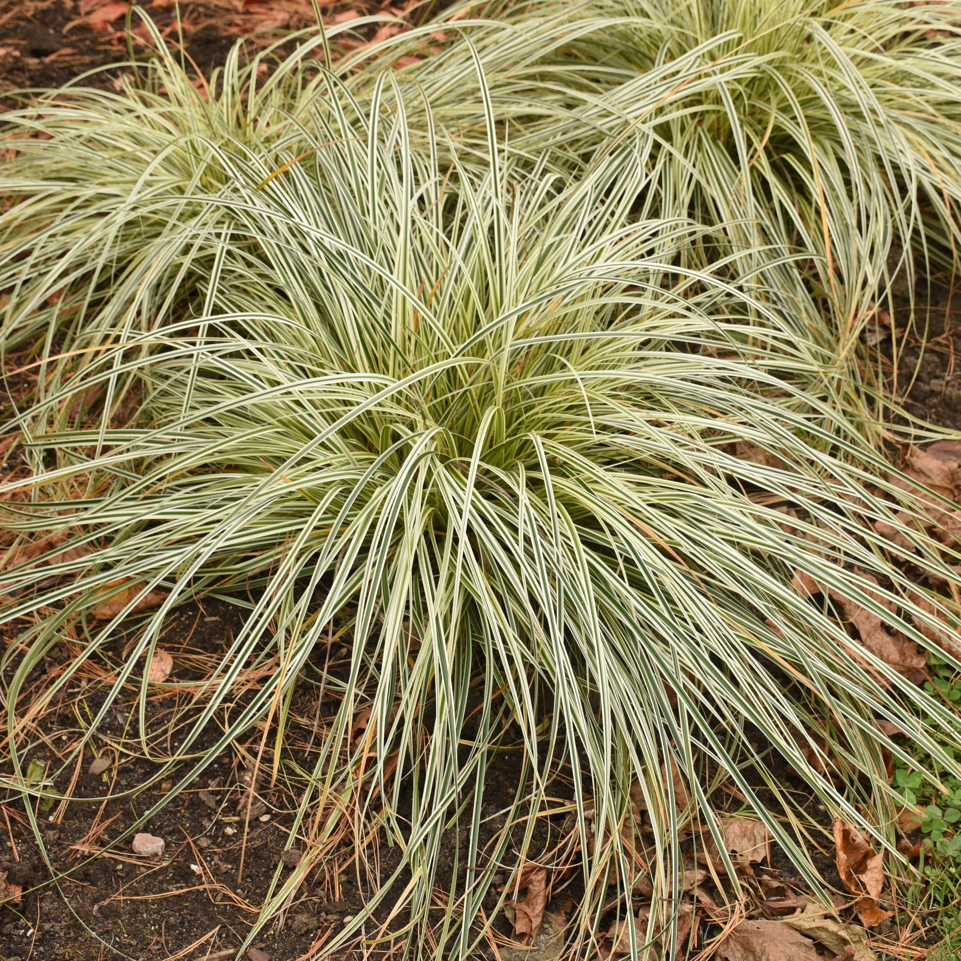 sansevieria hahnii varieties Sansevieria trifasciata 'Favorite Gold Hahnii'