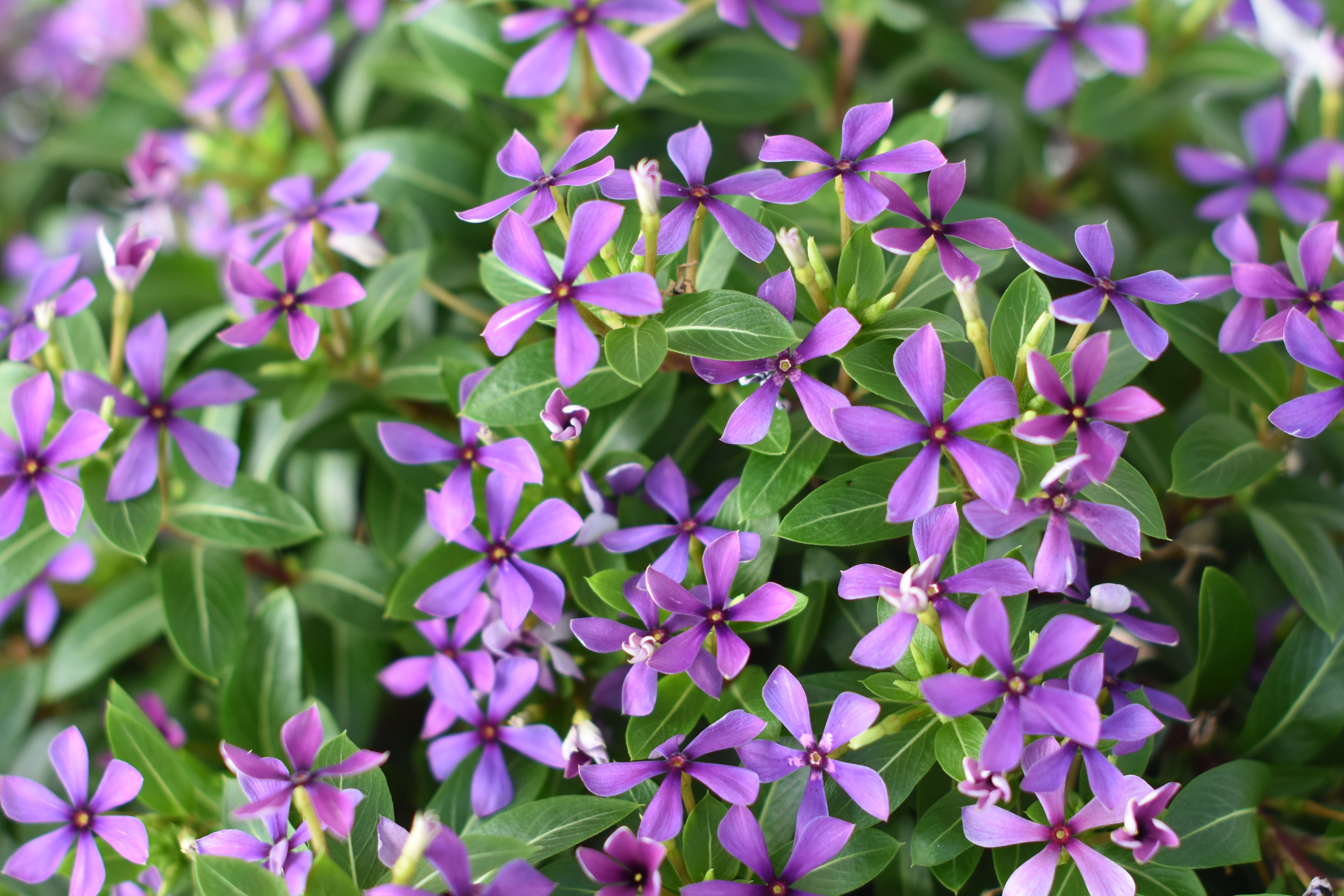Vinca