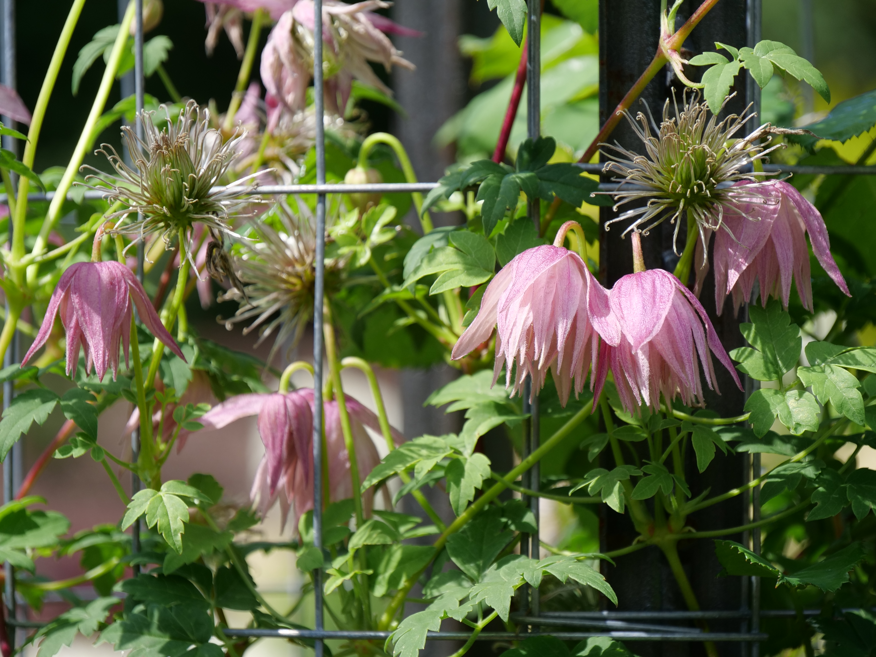 Sparky Pink Clematis Proven Winners