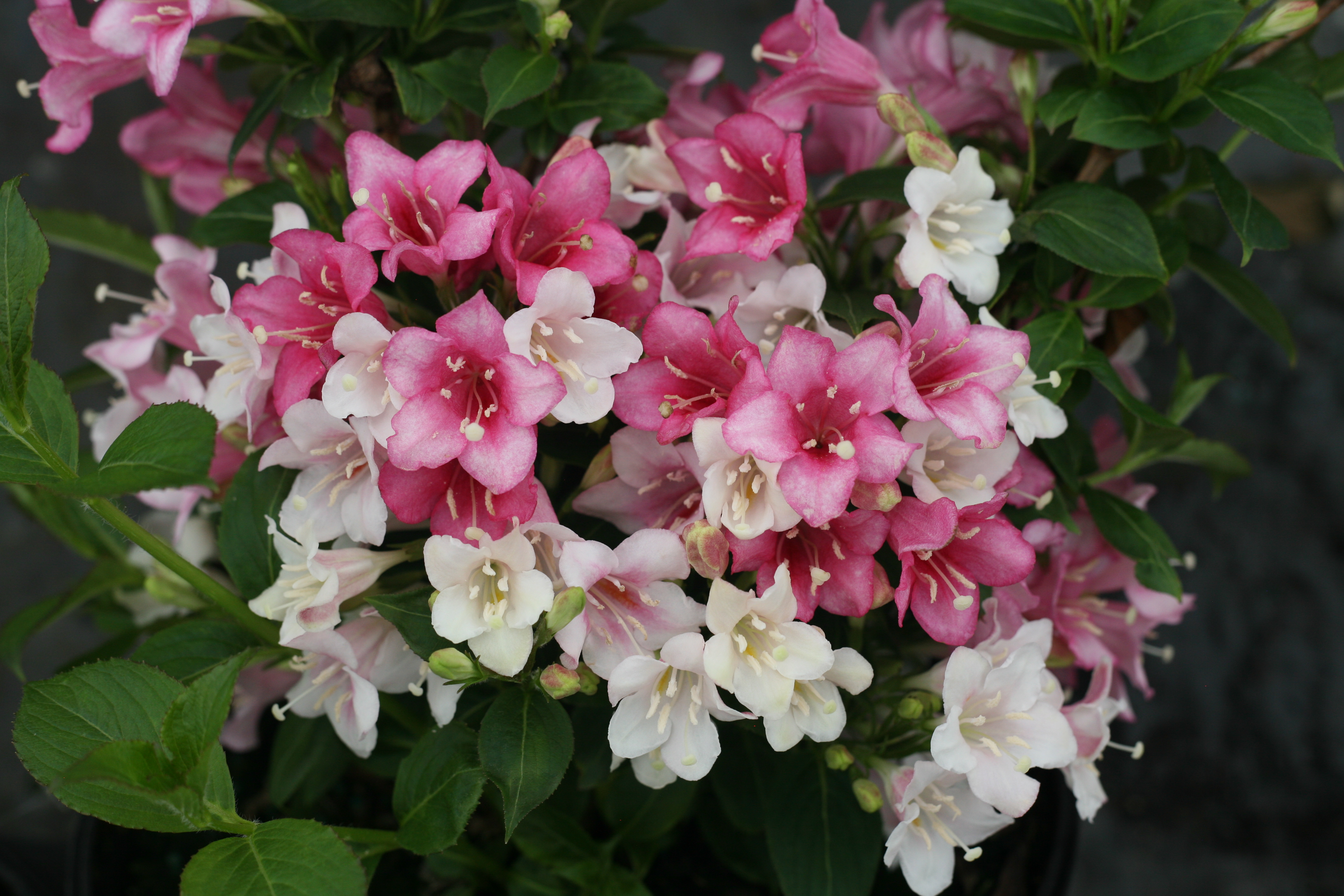 Image of Czechmark Trilogy Weigela with bees