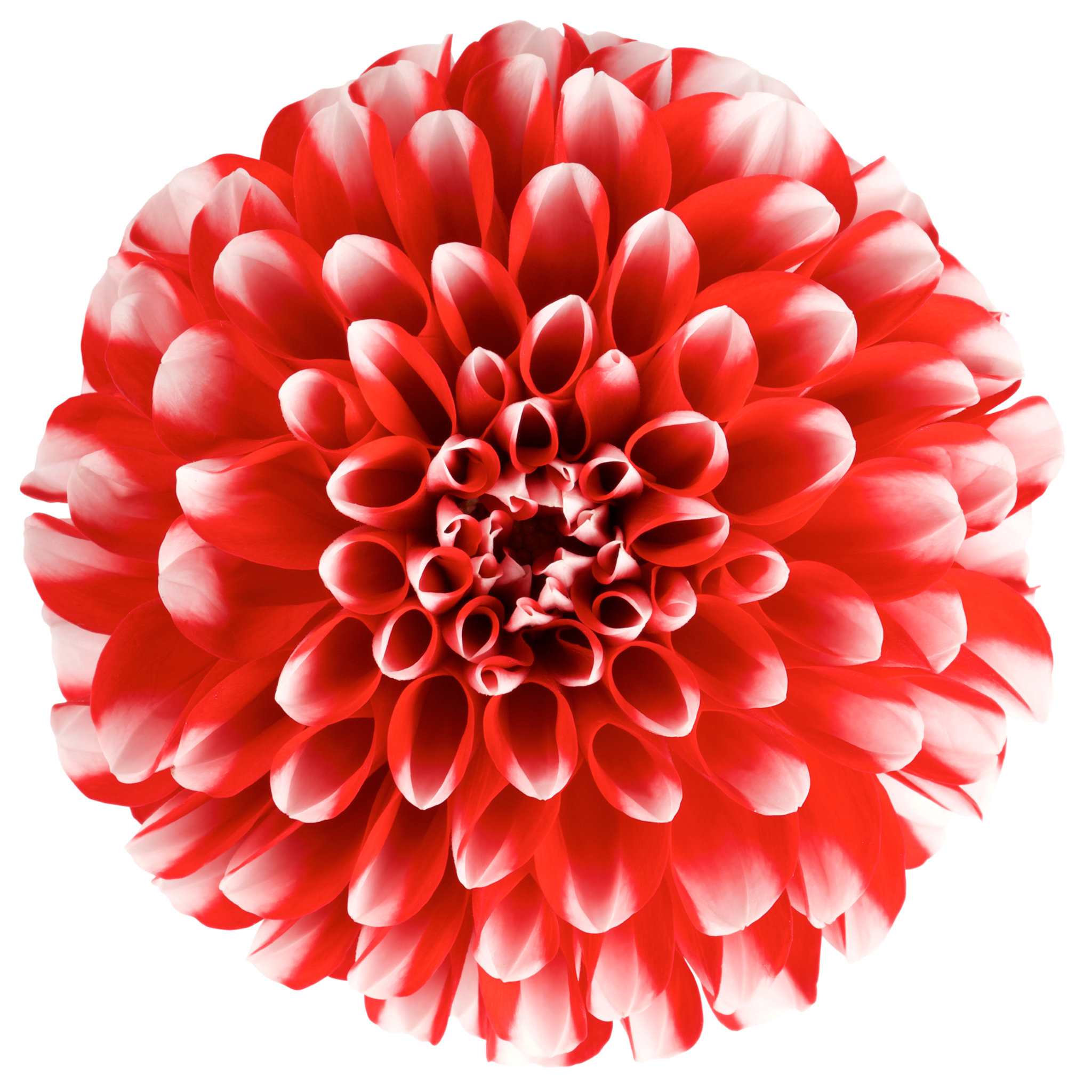 Dahlia