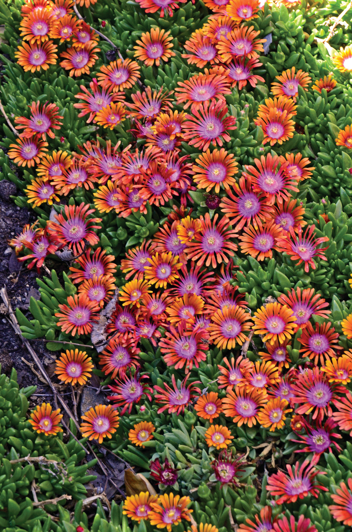 Fire Spinner Hardy Ice Plant Delosperma Hybrida Proven Winners