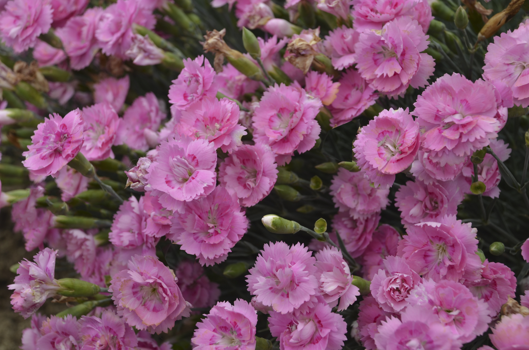 Dianthus Fruit Punch  'Sweetie Pie'