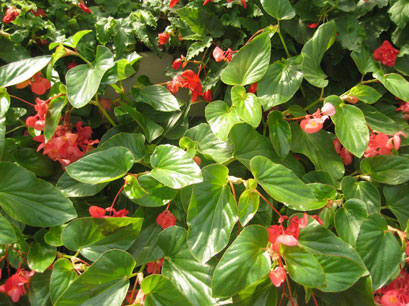 Dragon Wing Red - Angelwing Begonia - Begonia