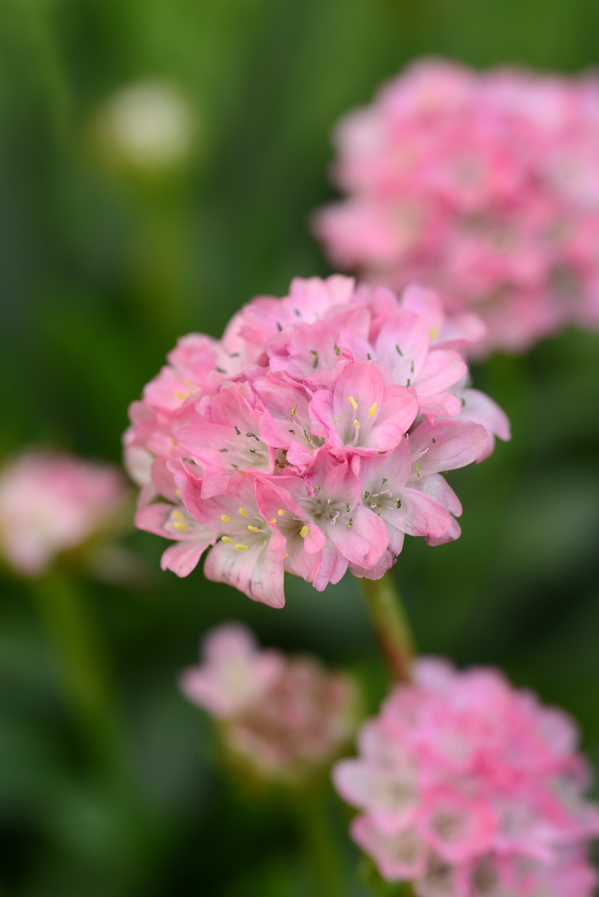 Dreameria® Daydream - Thrift, Sea Pinks - Armeria pseudarmeria