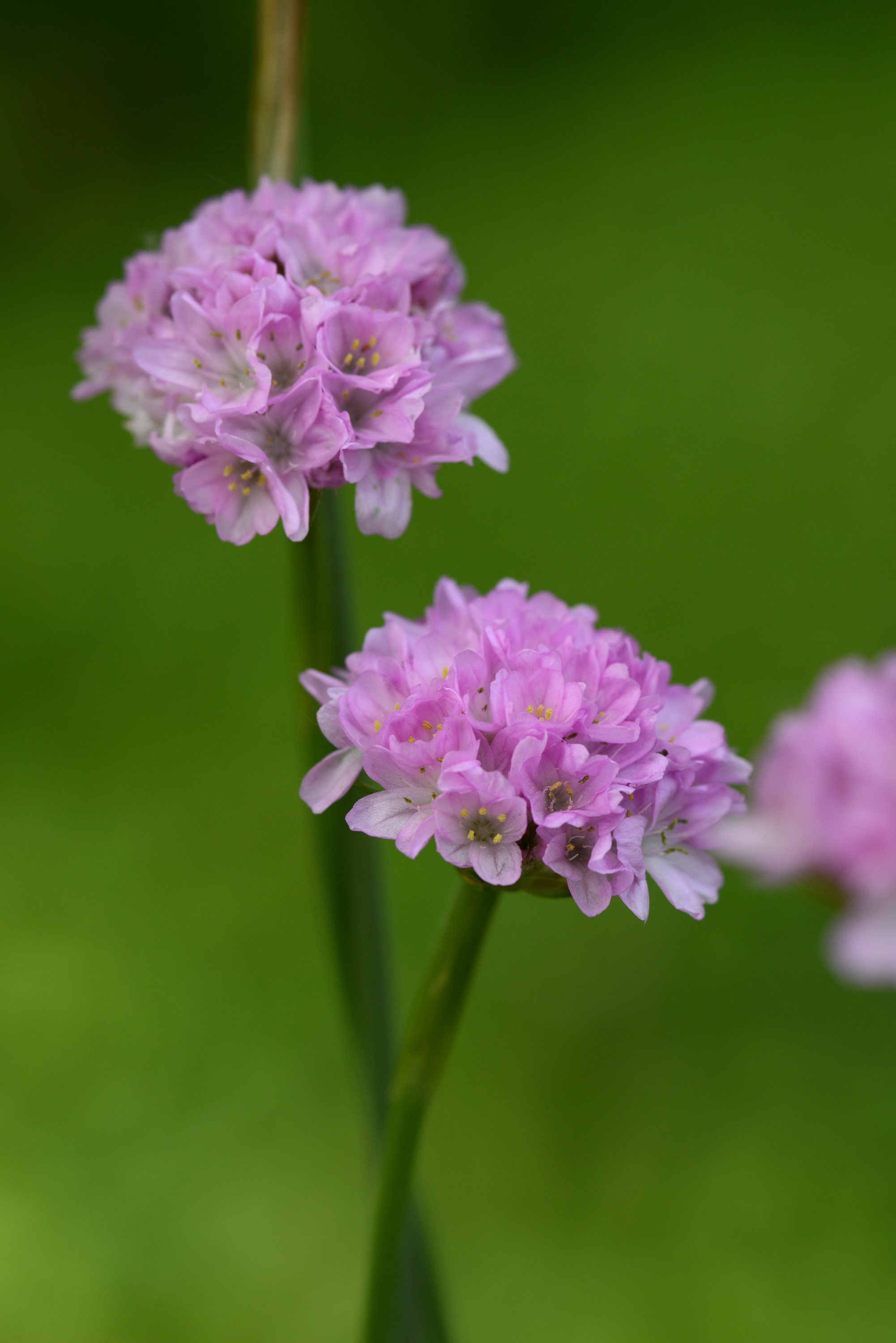 Dreameria® Sweet Dreams - Thrift, Sea Pinks - Armeria pseudarmeria