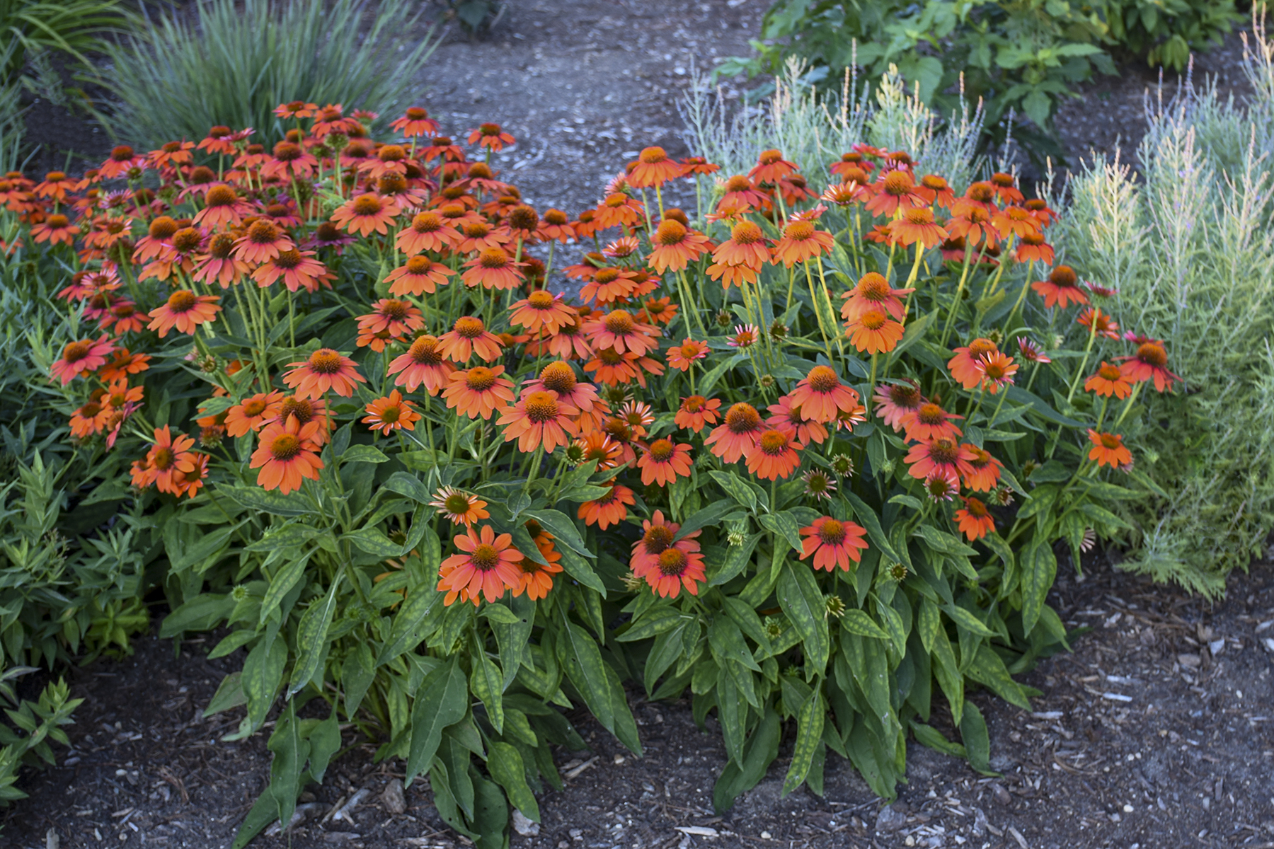 Sombrero® Adobe Orange - Coneflower - Echinacea hybrid,orange,plant details...
