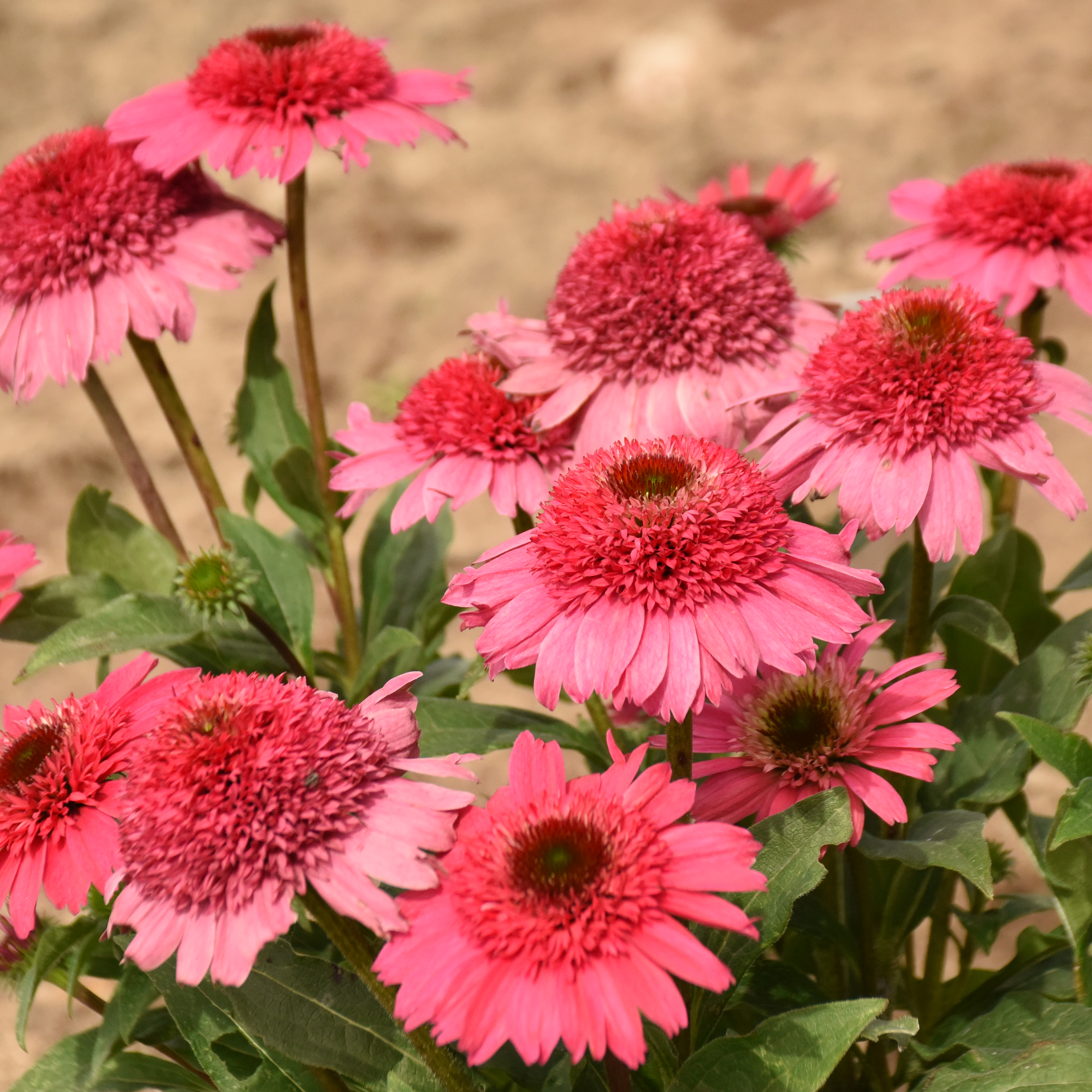 花 Cvernal Double Coded® 'Coral Cranberry' - Coneflower - Echinacea hybrid