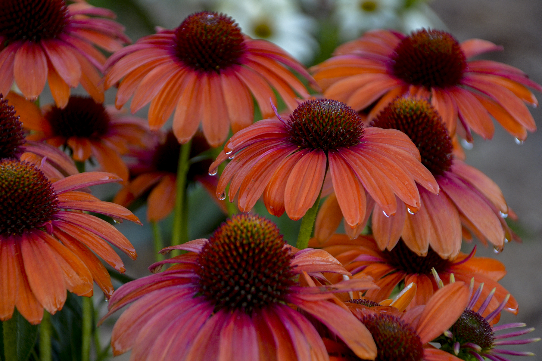 Color Coded Orange You Awesome Coneflower Echinacea Hybrid Proven Winners,Mornay Sauce Tilbud