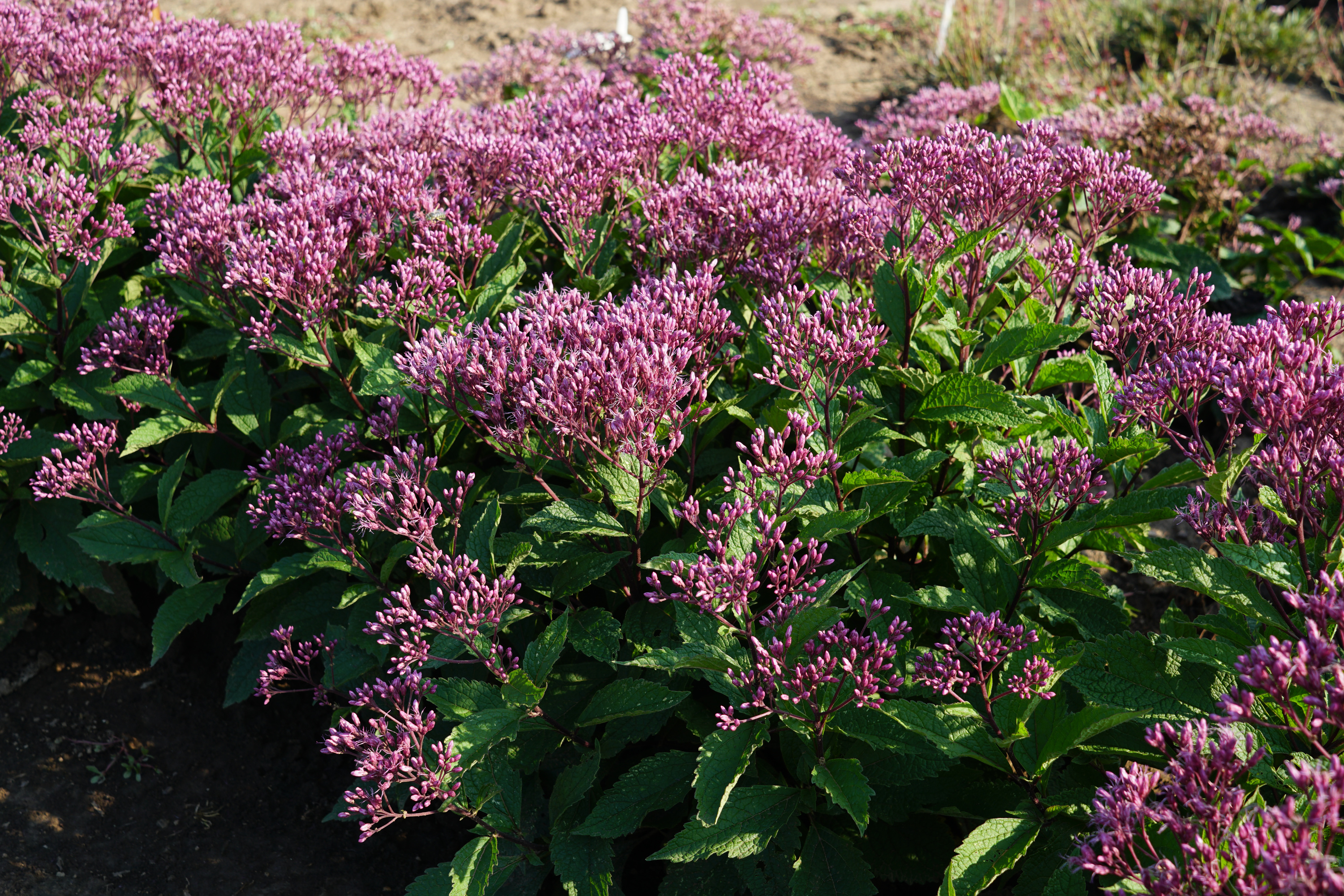 Image of Eupatorium purpureum blooming season summer
