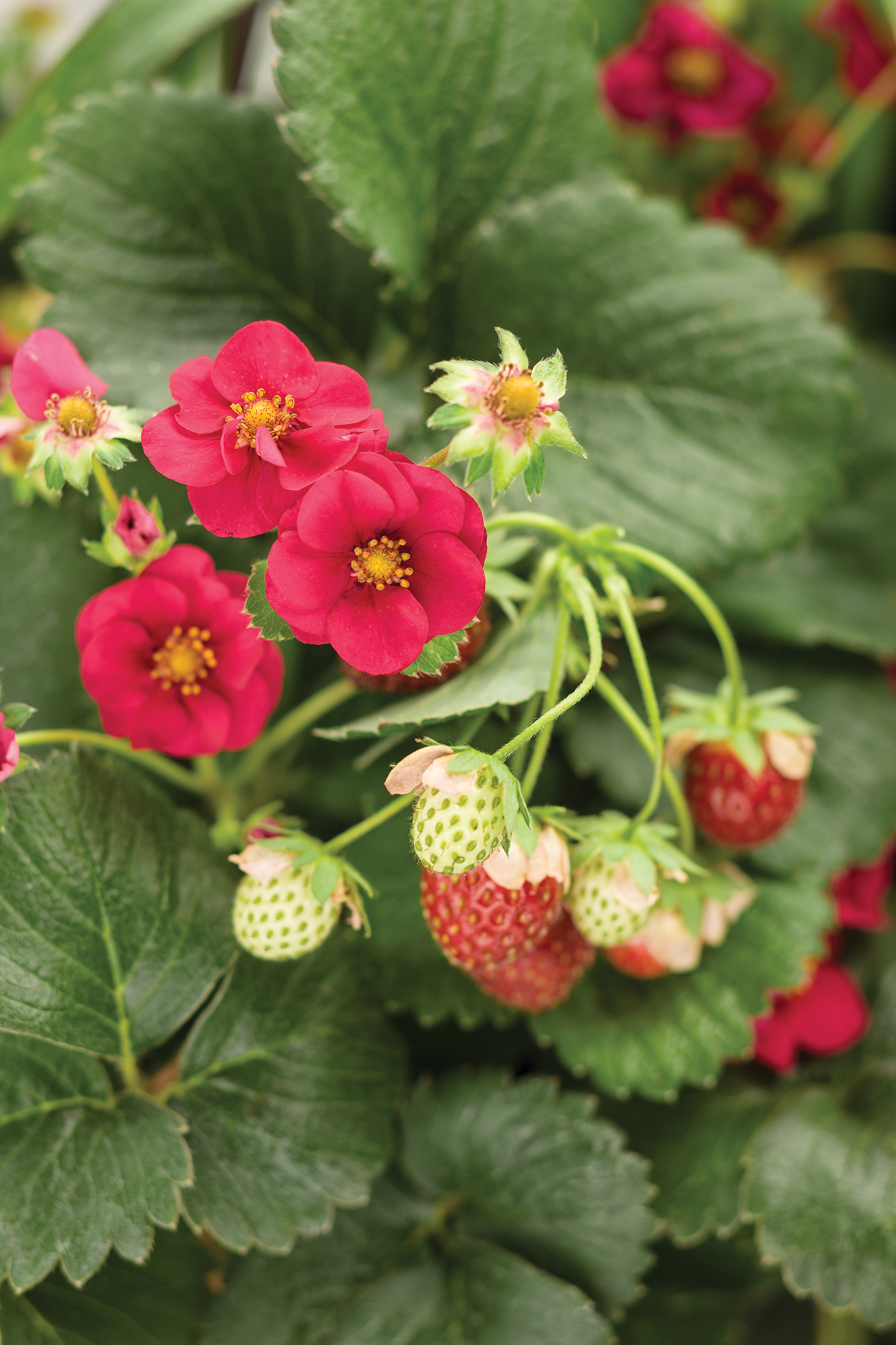 Will Strawberry Plants Come From A Buried Strawberry?  