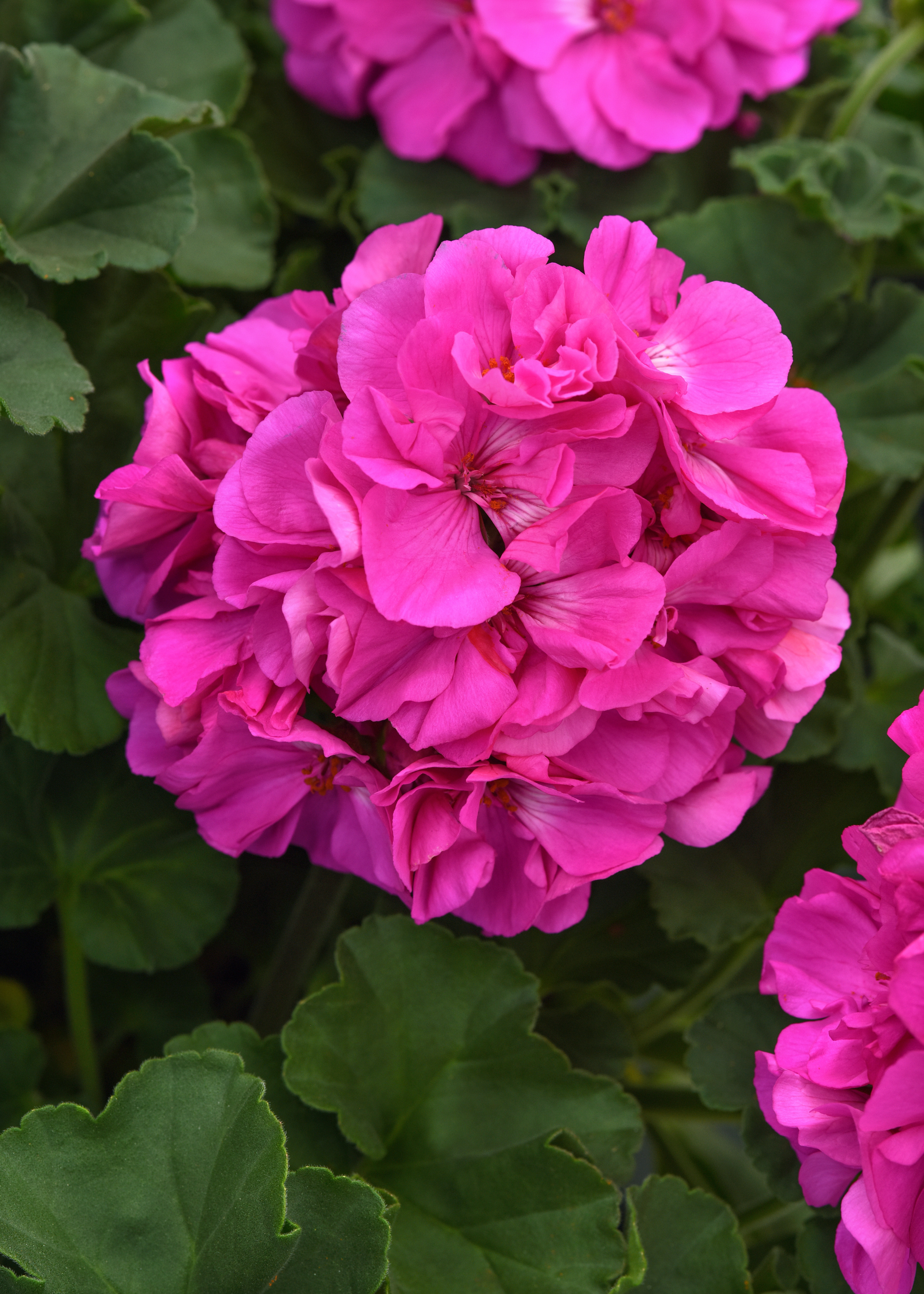 Solera Lavender - Geranium - Pelargonium interspecific